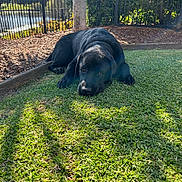 George joined the competition — help win amazing prizes! animal, backyard, black_dog, canine, daylight, fence, grass, lake, lying_down, nature, outdoor, peaceful, pet, relaxing, shadow, shrubbery, summer, sunlight, tree, water