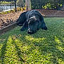 animal, backyard, black_dog, canine, daylight, fence, grass, lake, lying_down, nature, outdoor, peaceful, pet, relaxing, shadow, shrubbery, summer, sunlight, tree, water