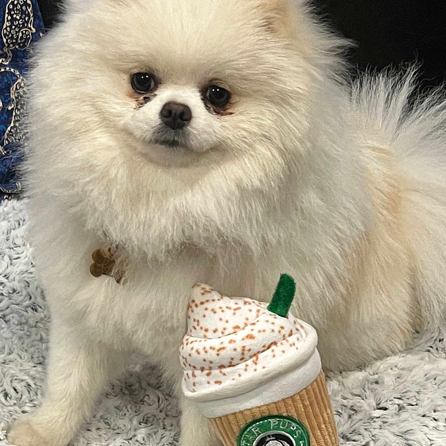 Jasper is registered to the contest to win money with this photo: animal, blanket, coffee_cup_toy, companion, cute, dog, eyes, face, fluffy, fur, indoor, nose, pet, plush_toy, pomeranian, sitting, small_dog, soft_texture, toy, white_fur