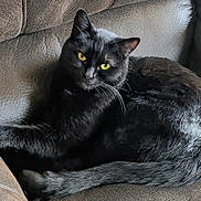 Binx is registered to the contest to win money with this photo: cat, black_cat, pet, animal, feline, yellow_eyes, couch, indoor, fur, whiskers, tail, relaxed, resting, closeup, texture, home, comfort, cozy, looking_at_camera, seated