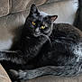 cat, black_cat, pet, animal, feline, yellow_eyes, couch, indoor, fur, whiskers, tail, relaxed, resting, closeup, texture, home, comfort, cozy, looking_at_camera, seated