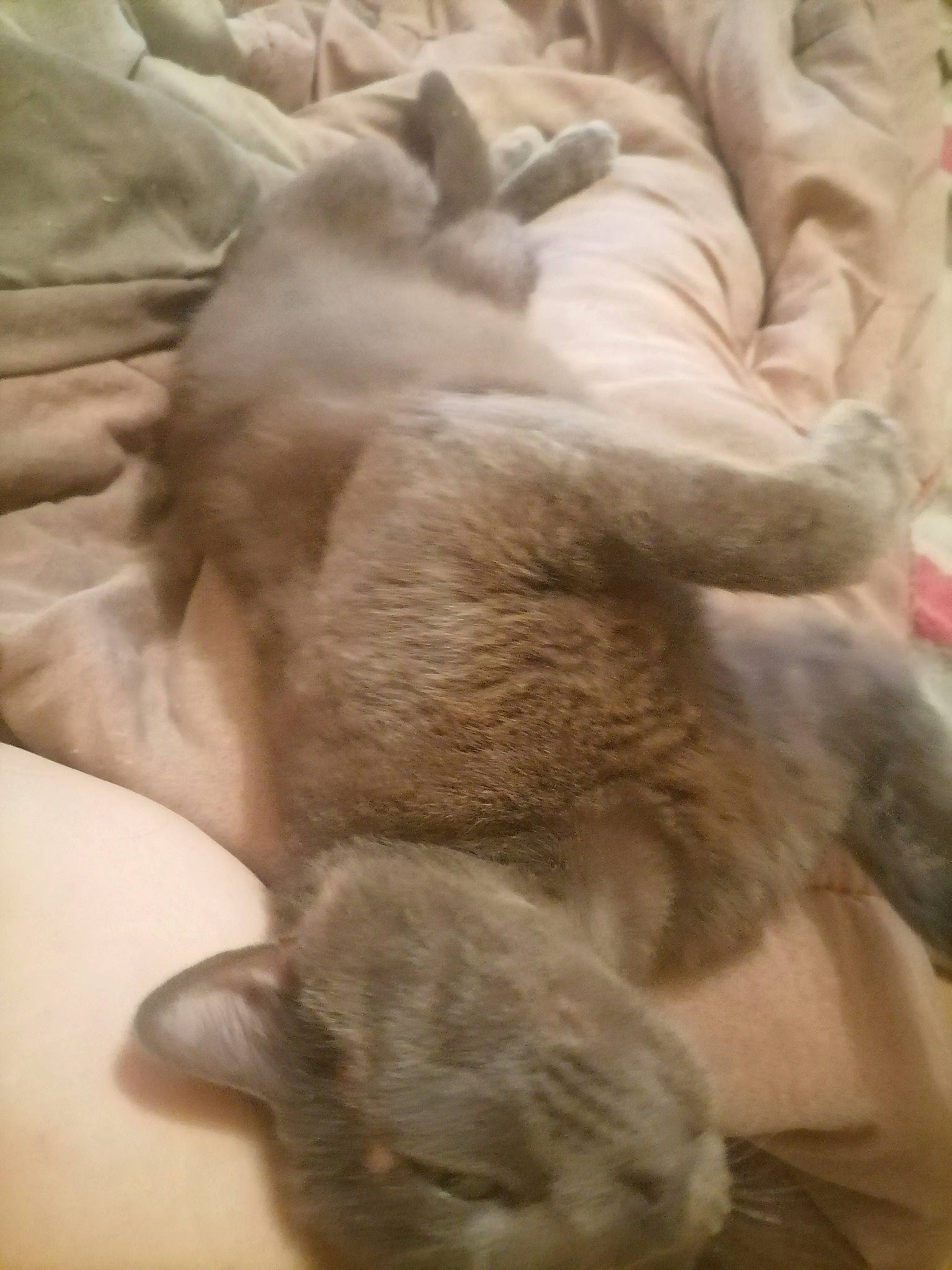 Arsouil participe au concours pour gagner de l'argent avec cette photo : canidae, carnivore, cat, claw, comfort, companion_dog, dog_breed, domestic_short_haired_cat, fawn, felidae, fur, hardwood, nap, paw, small_to_medium_sized_cats, sporting_group, tail, whiskers