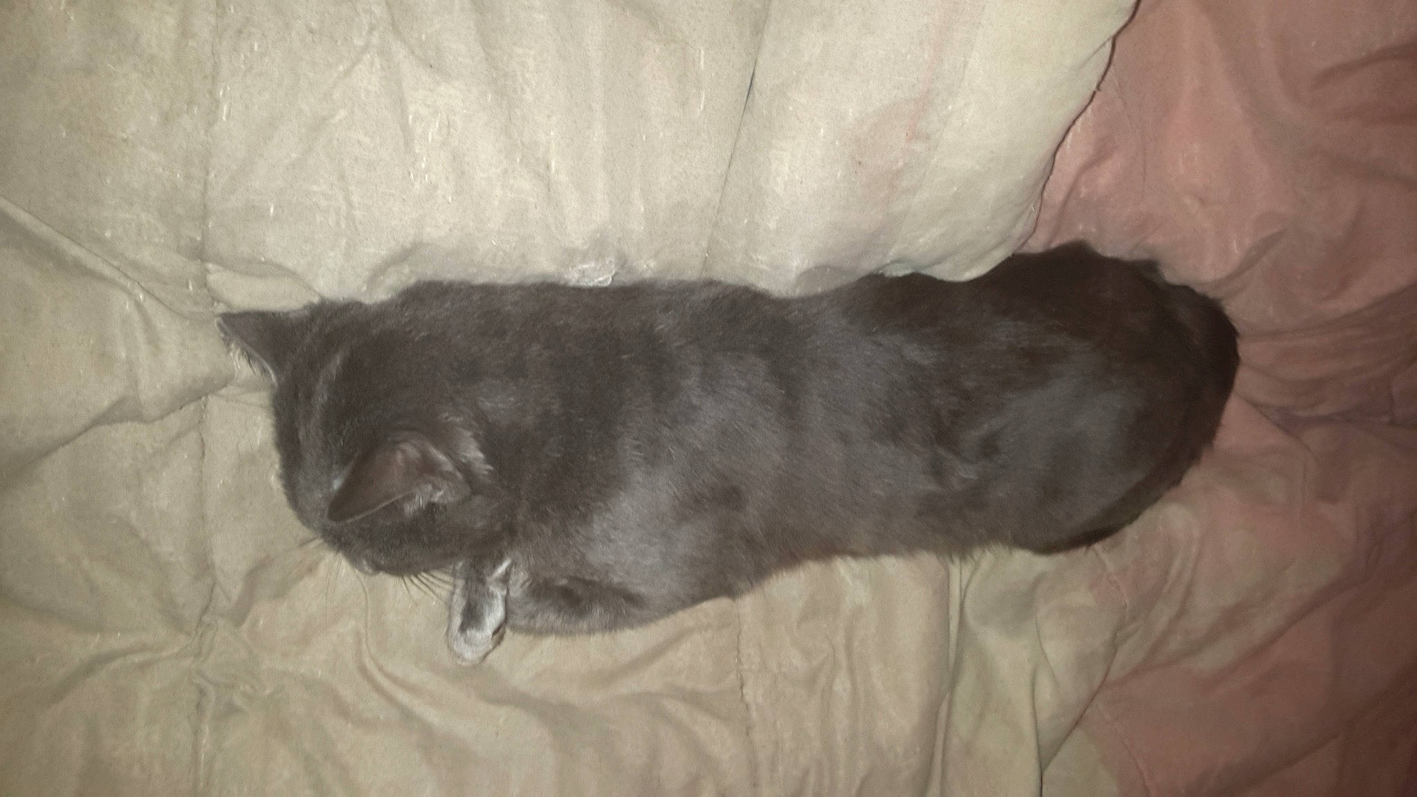 Arsouil participe au concours pour gagner de l'argent avec cette photo : canidae, carnivore, cat, claw, comfort, dog_breed, domestic_short_haired_cat, felidae, fur, grey, nap, small_to_medium_sized_cats, snout, sporting_group, tail, terrestrial_animal, whiskers