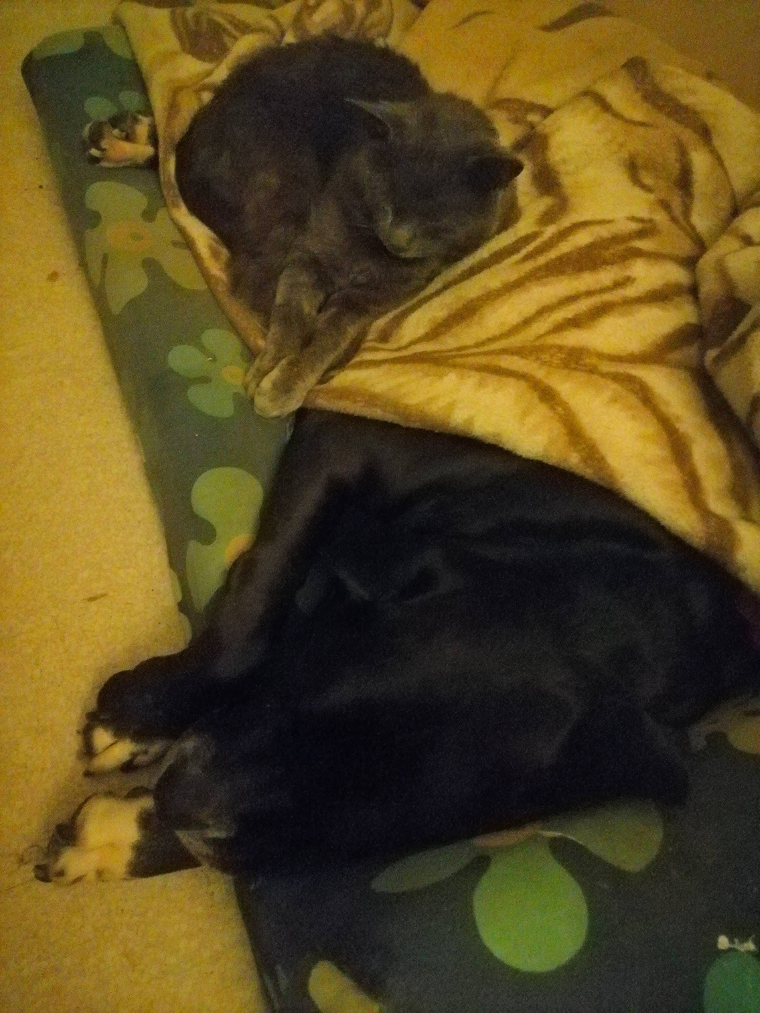 Arsouil participe au concours pour gagner de l'argent avec cette photo : brown, canidae, carnivore, comfort, companion_dog, dog, dog_breed, dog_supply, fawn, felidae, fur, grey, linens, liver, room, sporting_group, tail, tints_and_shades, toy_dog, working_animal