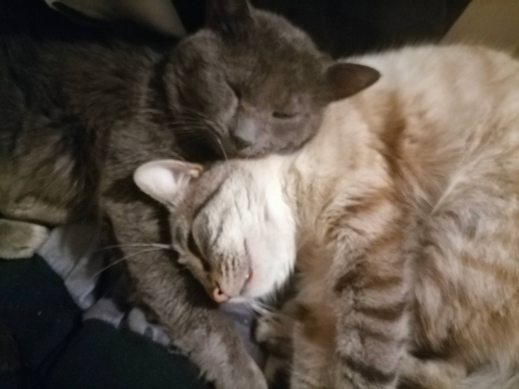 Arsouil participe au concours pour gagner de l'argent avec cette photo : carnivore, cat, claw, comfort, domestic_short_haired_cat, felidae, fur, grey, nap, paw, sleep, small_to_medium_sized_cats, snout, tail, whiskers