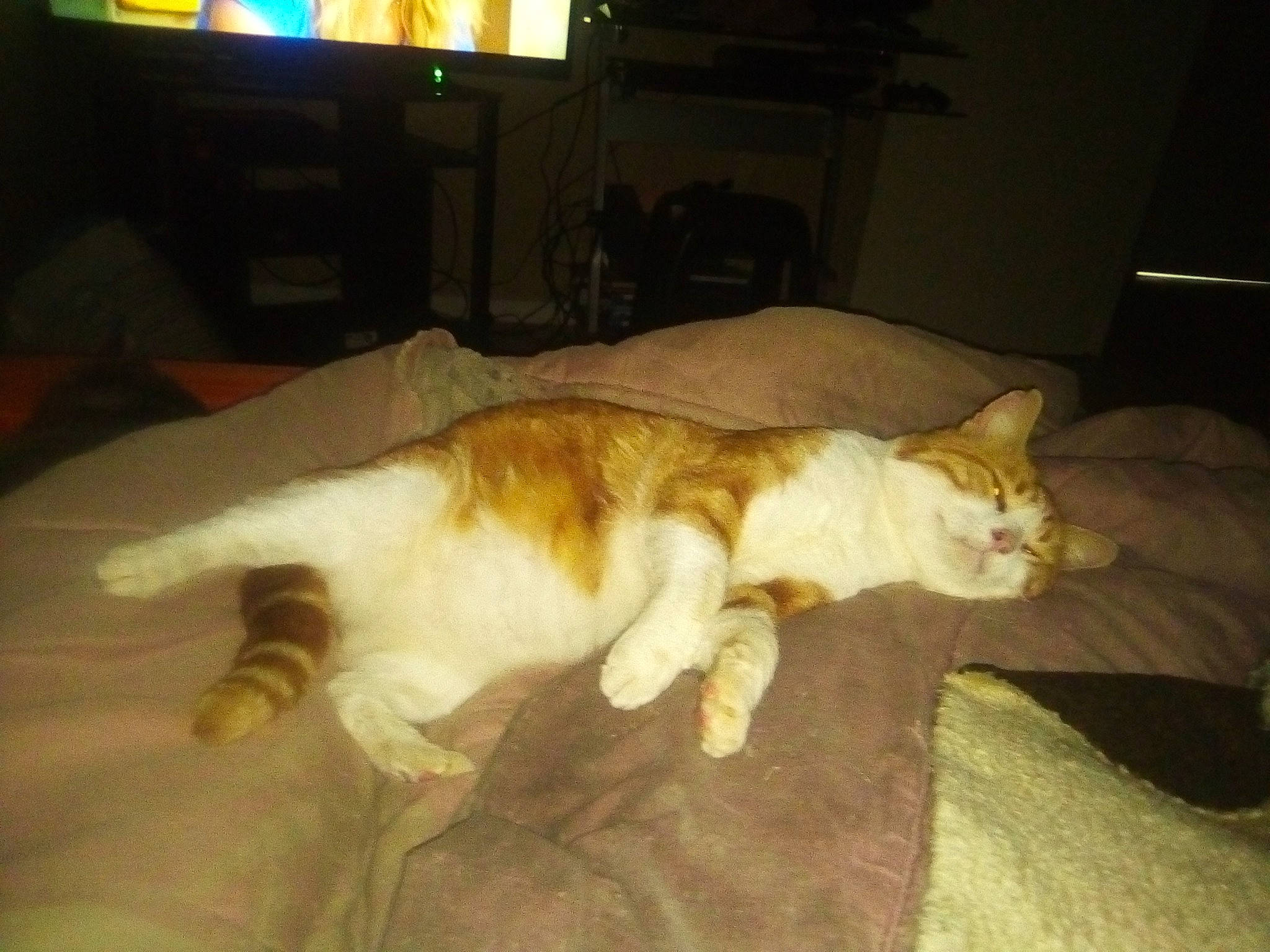 Golum participe au concours pour gagner de l'argent avec cette photo : canidae, carnivore, cat, comfort, companion_dog, couch, dog_breed, domestic_short_haired_cat, fawn, felidae, flooring, lamp, paw, picture_frame, small_to_medium_sized_cats, snout, sporting_group, tail, television, whiskers