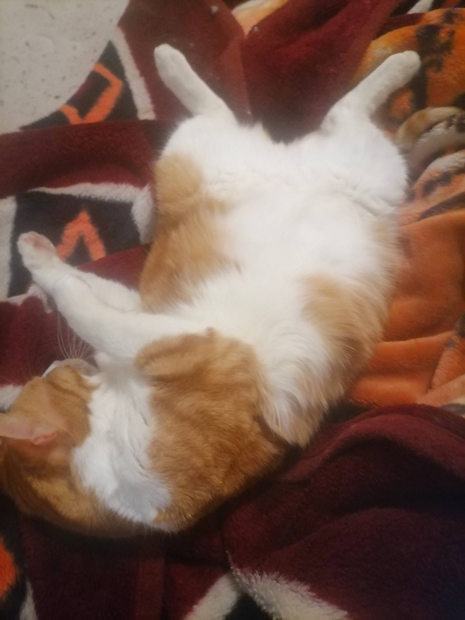 Golum participe au concours pour gagner de l'argent avec cette photo : carnivore, cat, chair, claw, comfort, companion_dog, dog_breed, fawn, felidae, flooring, foot, fur, hardwood, lap, nap, paw, small_to_medium_sized_cats, tail, whiskers, wood