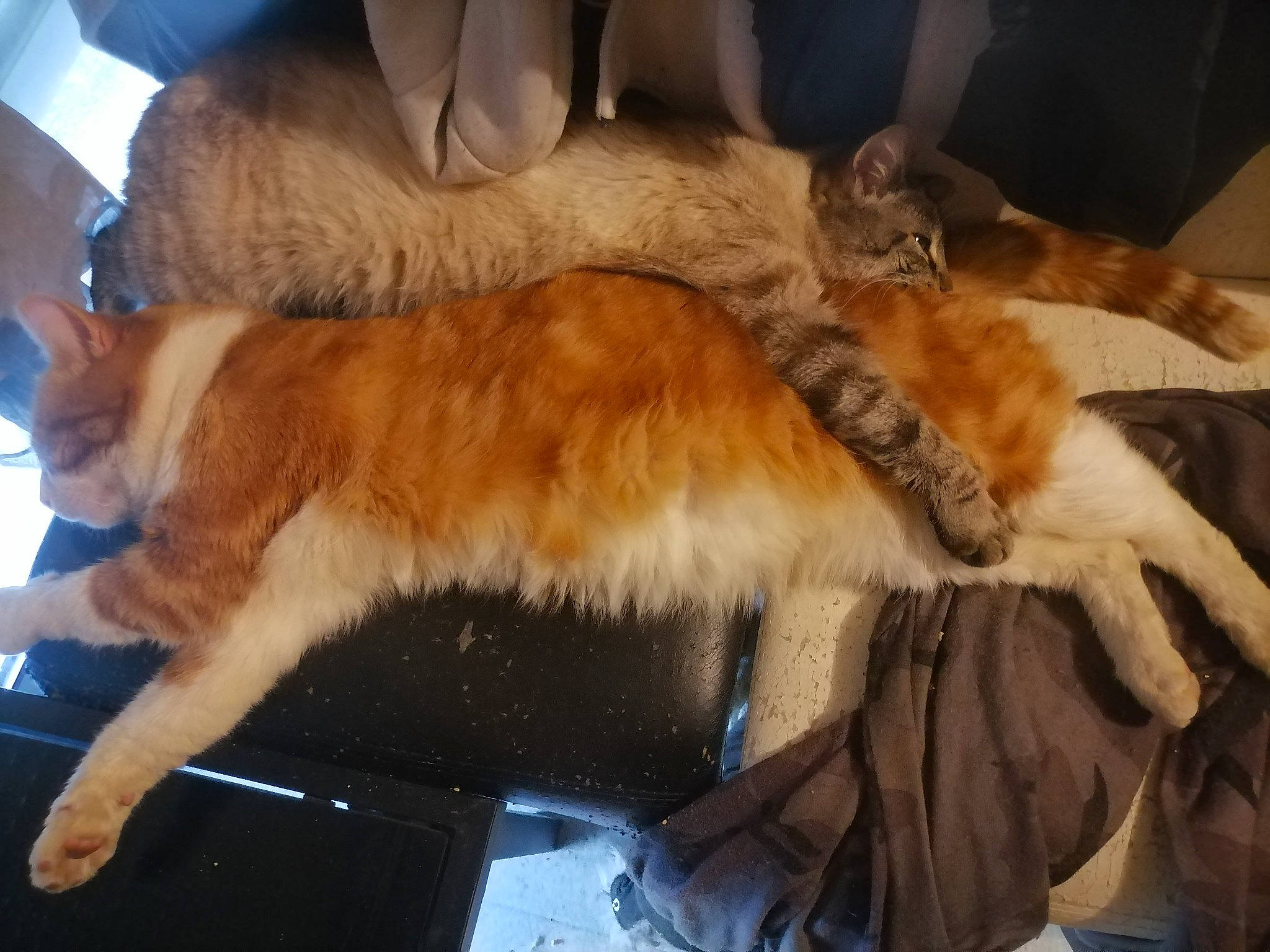 Golum a rejoint le concours — aidez-le/la à gagner de superbes lots ! canidae, carnivore, cat, claw, comfort, companion_dog, dog_breed, domestic_short_haired_cat, fawn, felidae, fur, human_leg, lap, nap, paw, small_to_medium_sized_cats, snout, sporting_group, tail, whiskers