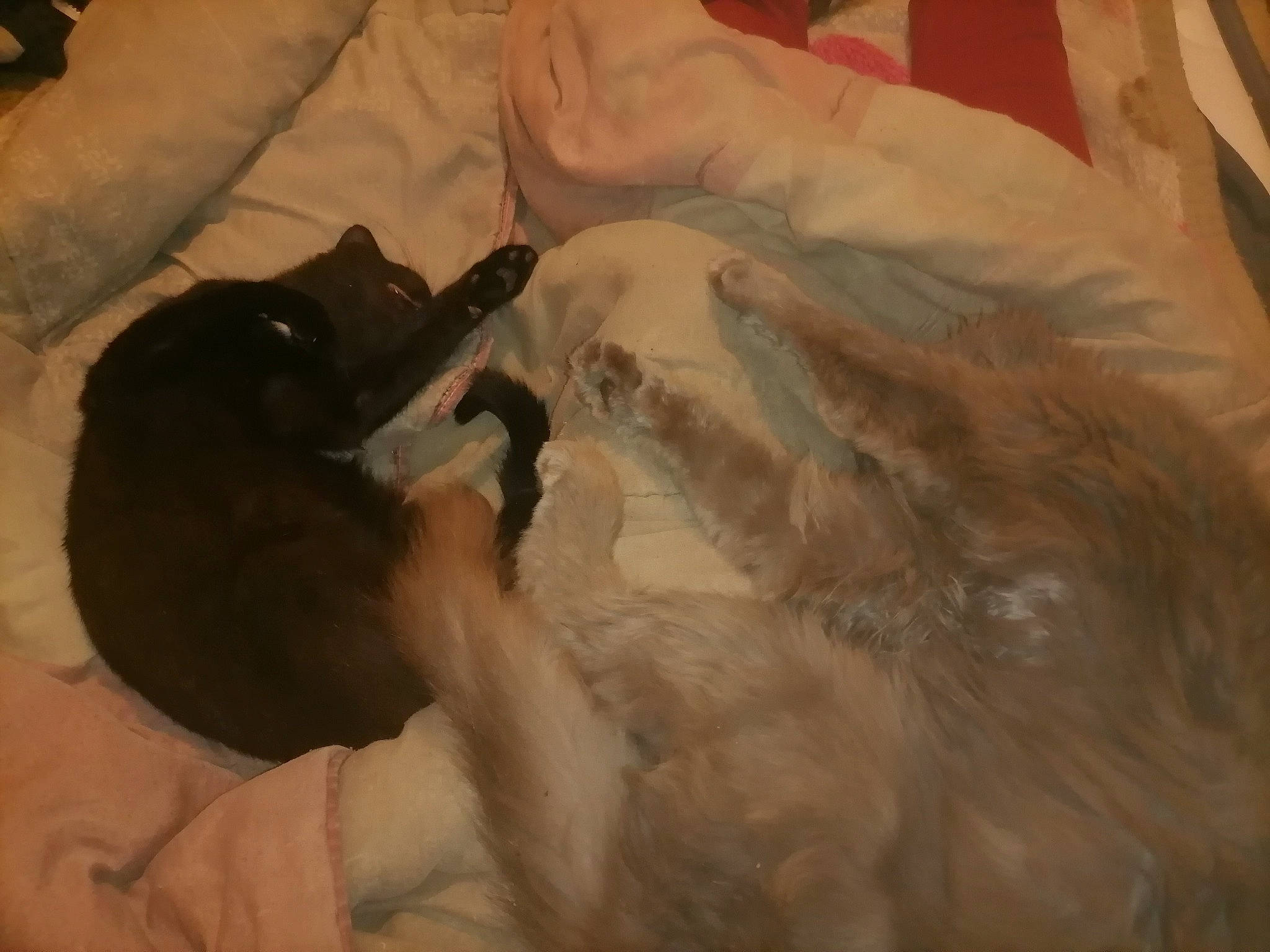 Pipette participe au concours pour gagner de l'argent avec cette photo : bed, canidae, carnivore, claw, comfort, companion_dog, dog, dog_breed, fawn, feather, felidae, fur, guard_dog, linens, paw, small_to_medium_sized_cats, sporting_group, tail, whiskers, working_animal