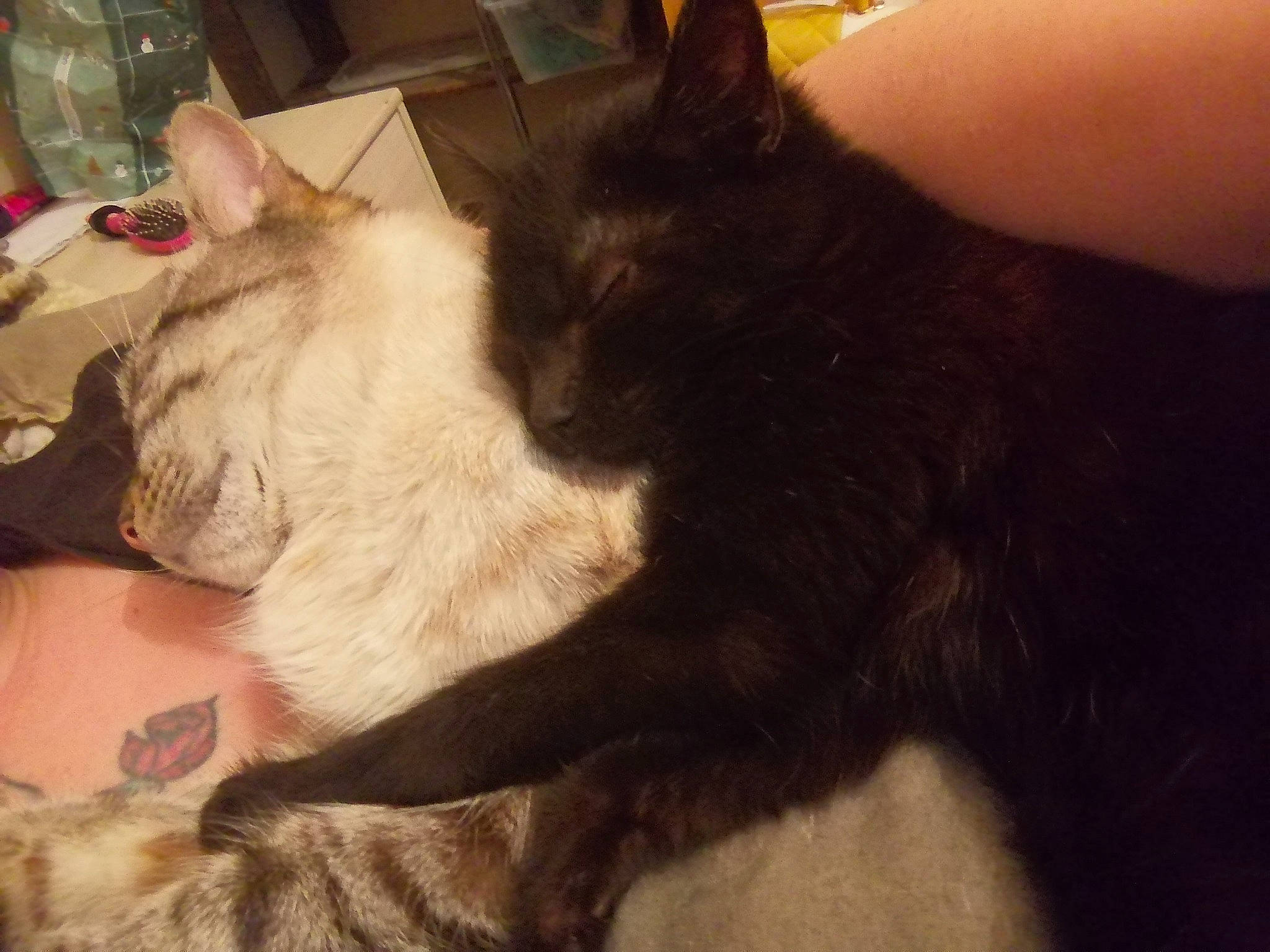 Pipette a rejoint le concours — aidez-le/la à gagner de superbes lots ! black_cat, box, carnivore, cat, claw, comfort, domestic_short_haired_cat, ear, fawn, felidae, fur, gesture, lap, nap, paw, sleep, small_to_medium_sized_cats, snout, tail, whiskers