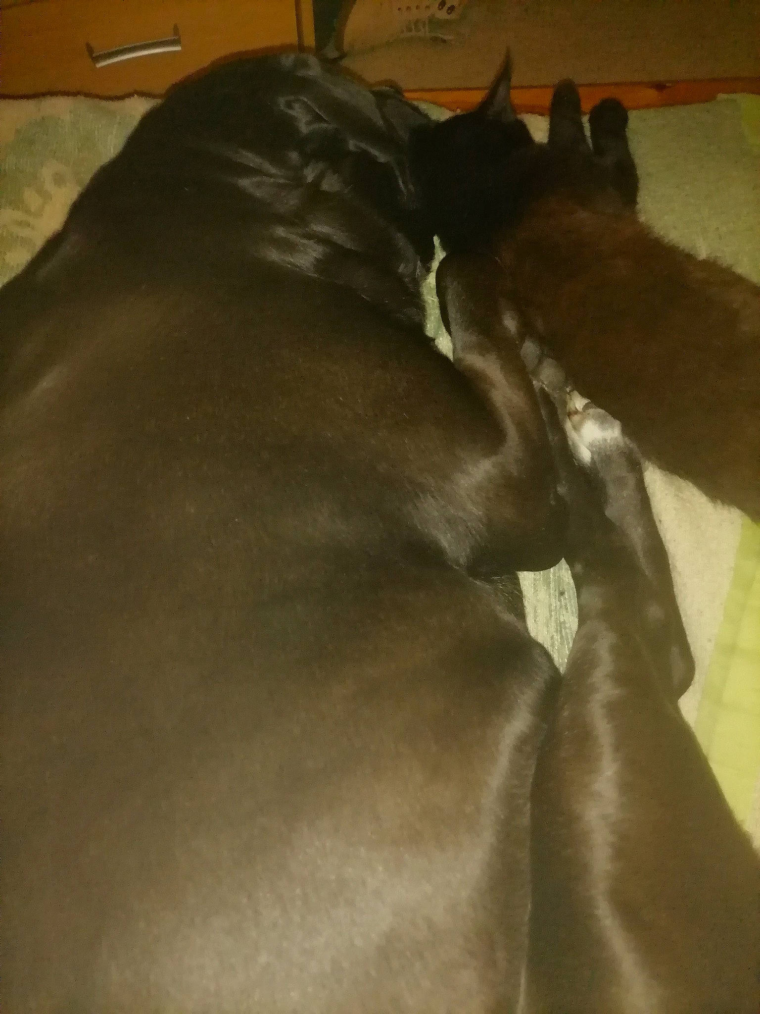 Pipette participe au concours pour gagner de l'argent avec cette photo : abdomen, bed_sheet, bedding, blanket, chest, comfort, dog_breed, fawn, felidae, fur, human_leg, leather, linens, liver, sleeve, small_to_medium_sized_cats, tail, tints_and_shades, whiskers, working_animal