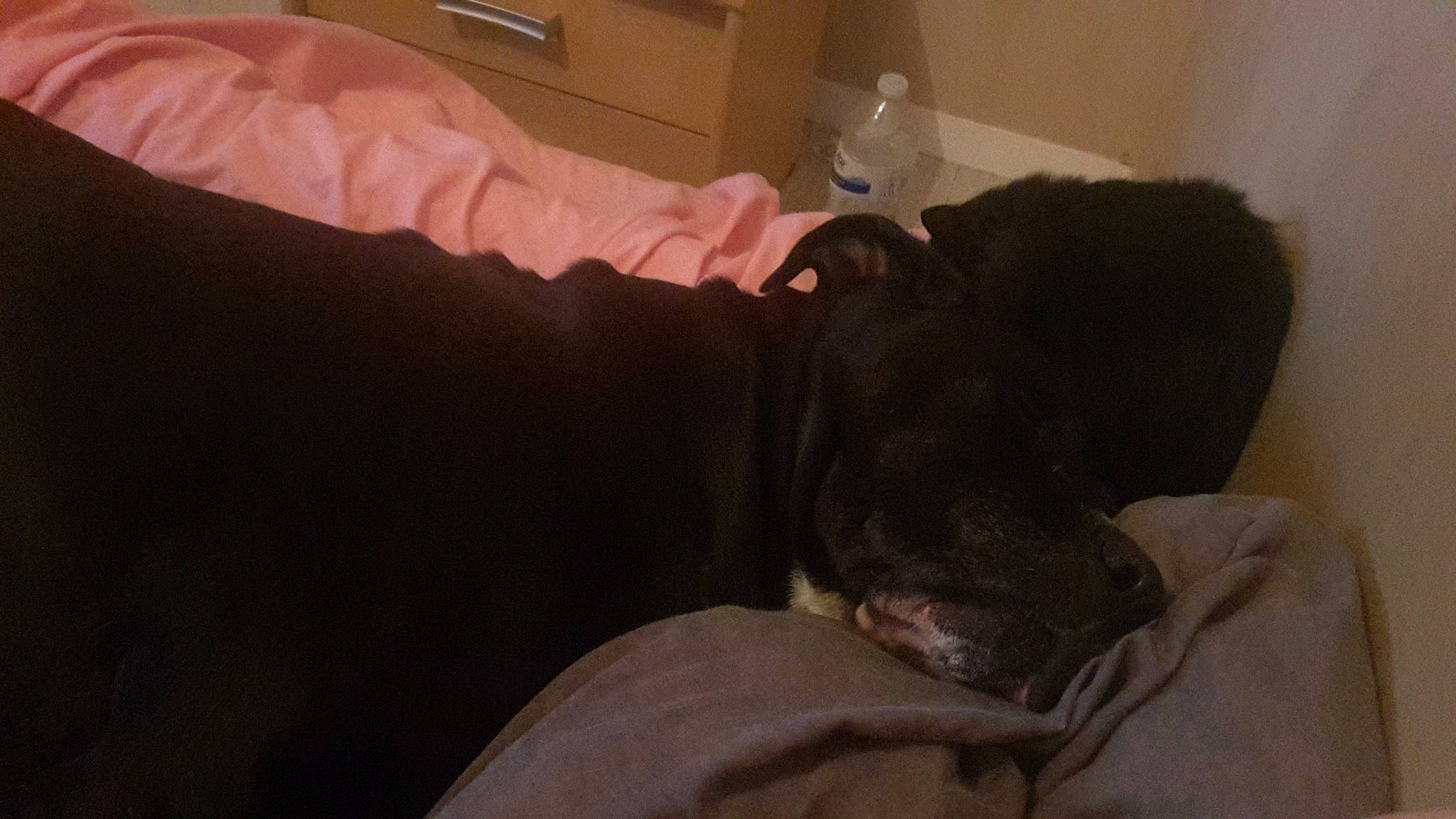 Izia a rejoint le concours — aidez-le/la à gagner de superbes lots ! black_cat, canidae, carnivore, comfort, companion_dog, dog, dog_breed, domestic_short_haired_cat, felidae, fur, guard_dog, linens, liver, nap, room, small_to_medium_sized_cats, sporting_group, tail, toy_dog, whiskers