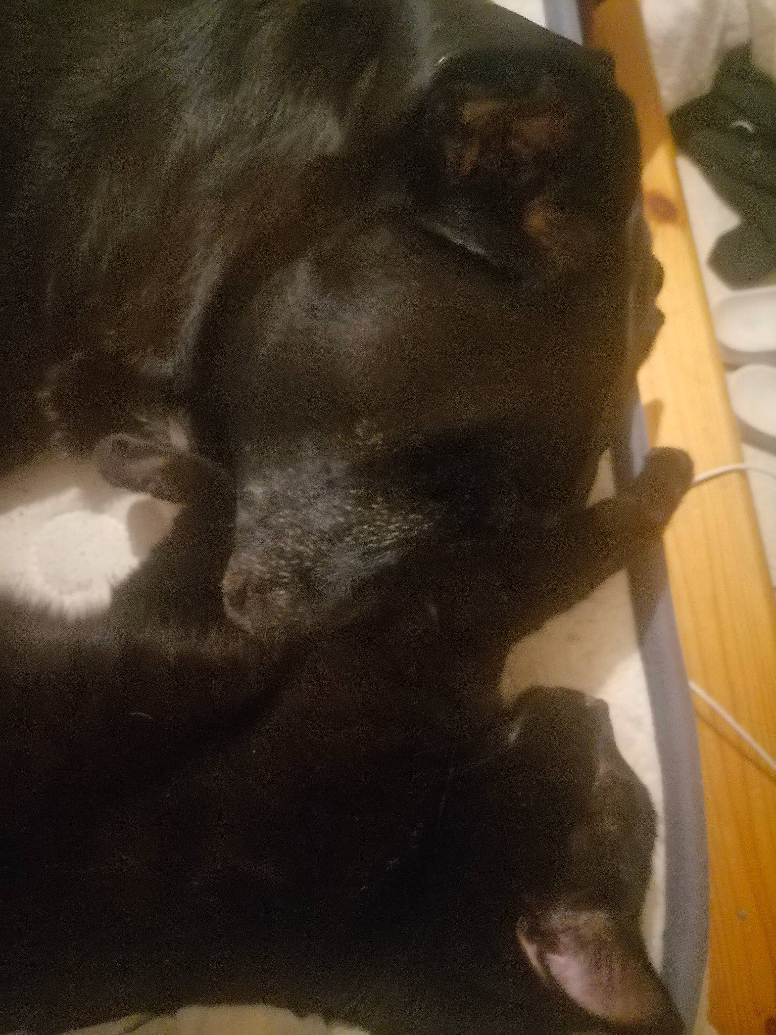 Izia a rejoint le concours — aidez-le/la à gagner de superbes lots ! black_cat, brown, canidae, comfort, companion_dog, dog, dog_breed, felidae, flooring, fur, gesture, hardwood, liver, paw, small_to_medium_sized_cats, snout, tail, terrestrial_animal, whiskers, working_animal