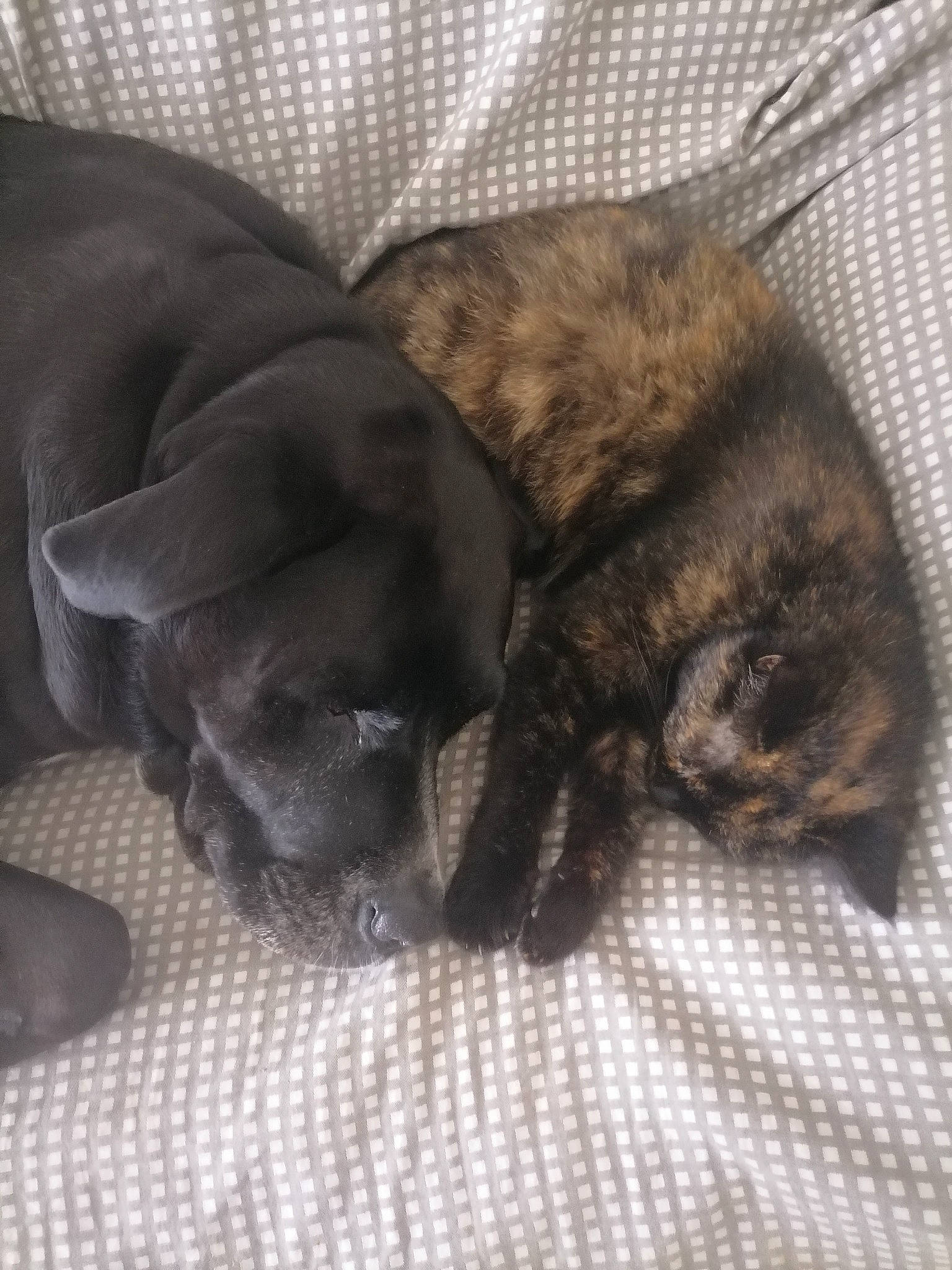 Izia participe au concours pour gagner de l'argent avec cette photo : bored, canidae, carnivore, cat, comfort, companion_dog, dog, dog_breed, fawn, felidae, fur, grey, liver, nap, small_to_medium_sized_cats, snout, sporting_group, tail, whiskers, working_animal