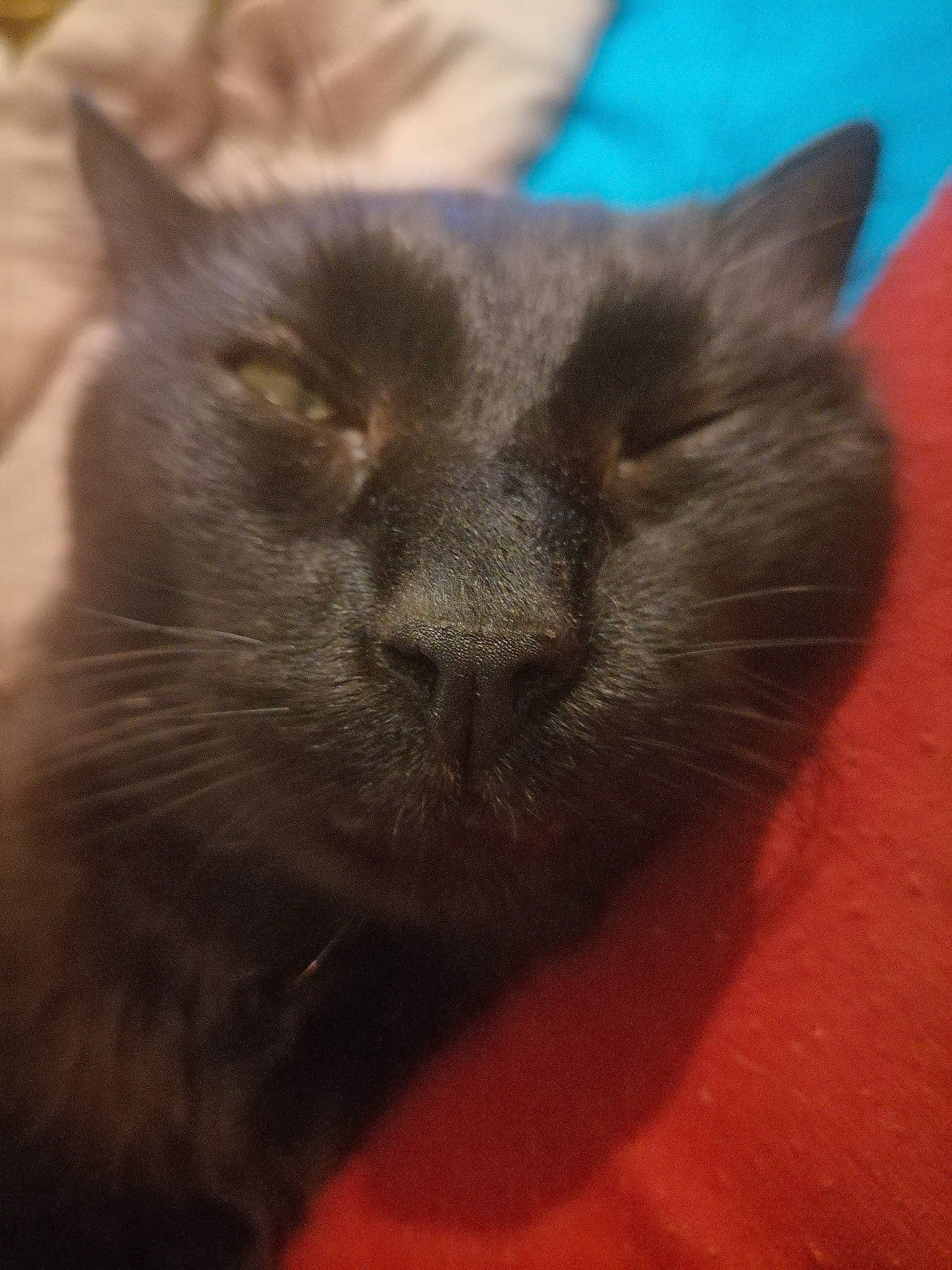 Calimero a rejoint le concours — aidez-le/la à gagner de superbes lots ! black_cat, carnivore, cat, chartreux, close_up, comfort, domestic_short_haired_cat, eye, felidae, fur, grey, iris, small_to_medium_sized_cats, snout, terrestrial_animal, whiskers