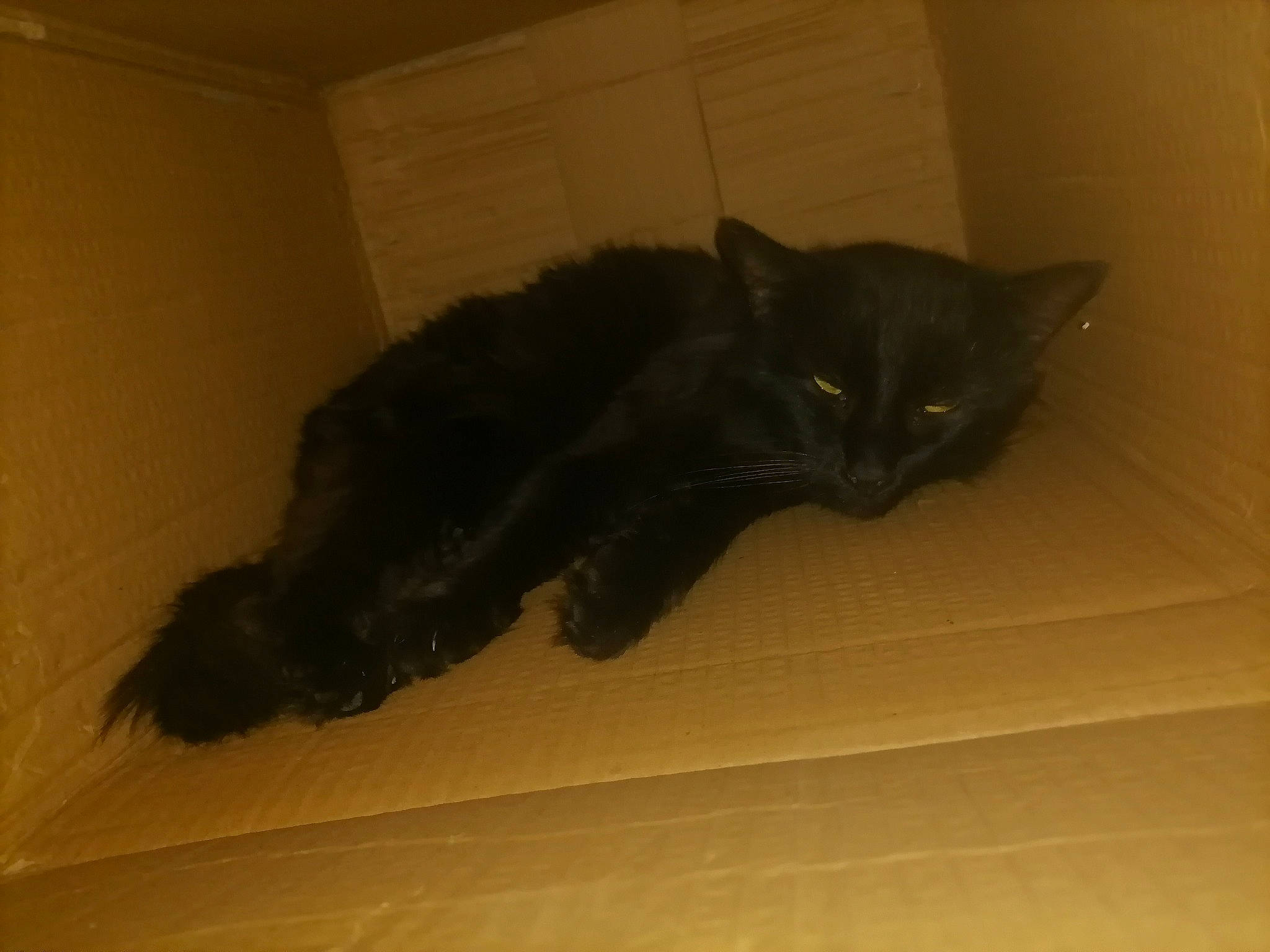 Calimero participe au concours pour gagner de l'argent avec cette photo : black_cat, carnivore, cat, claw, domestic_short_haired_cat, felidae, flooring, fur, hardwood, paw, small_to_medium_sized_cats, tail, terrestrial_animal, whiskers, window, wood