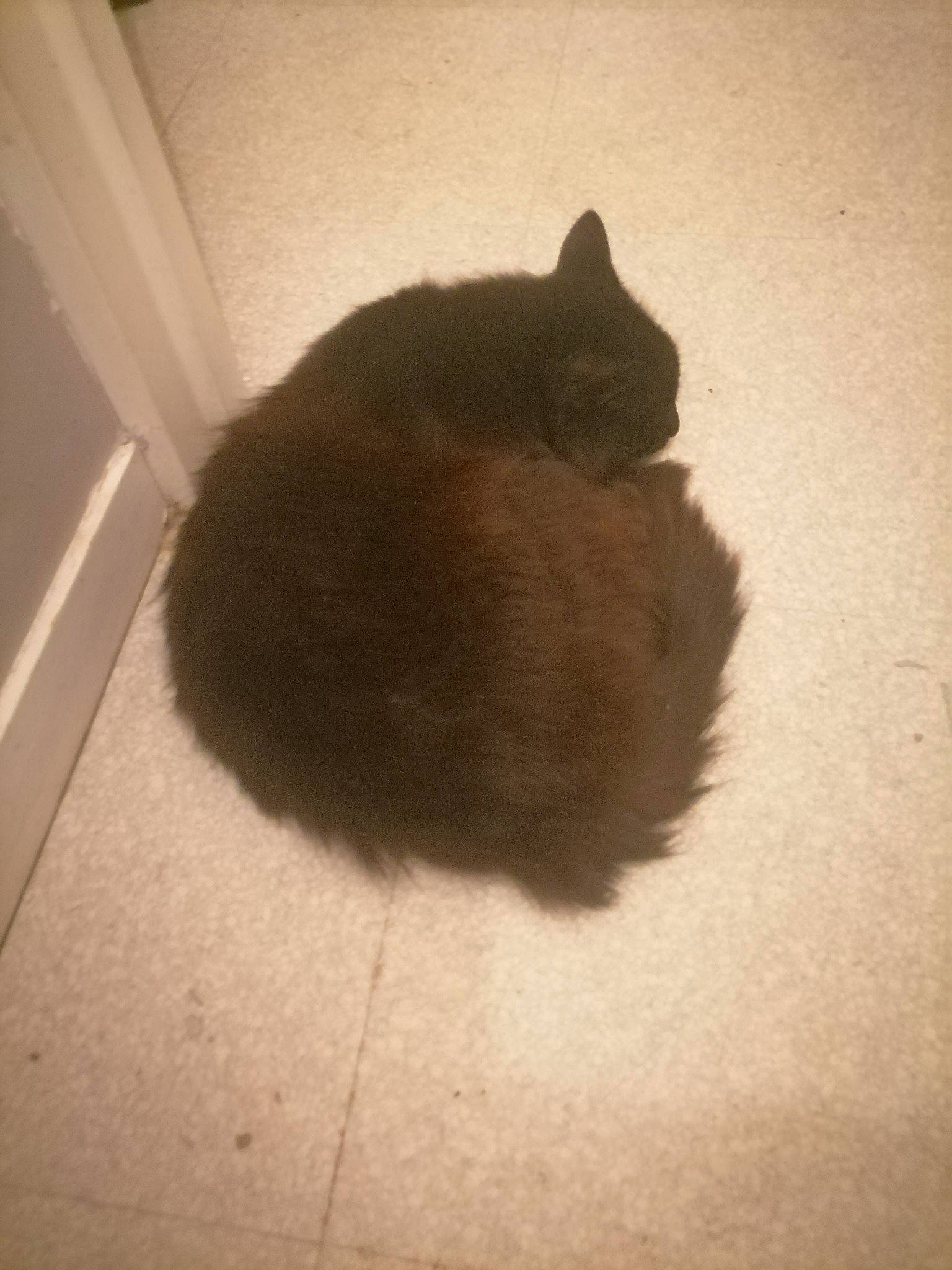 Calimero participe au concours pour gagner de l'argent avec cette photo : black_cat, carnivore, cat, comfort, domestic_short_haired_cat, fawn, felidae, floor, flooring, fur, hardwood, paw, room, shadow, small_to_medium_sized_cats, snout, tail, tints_and_shades, whiskers, wood