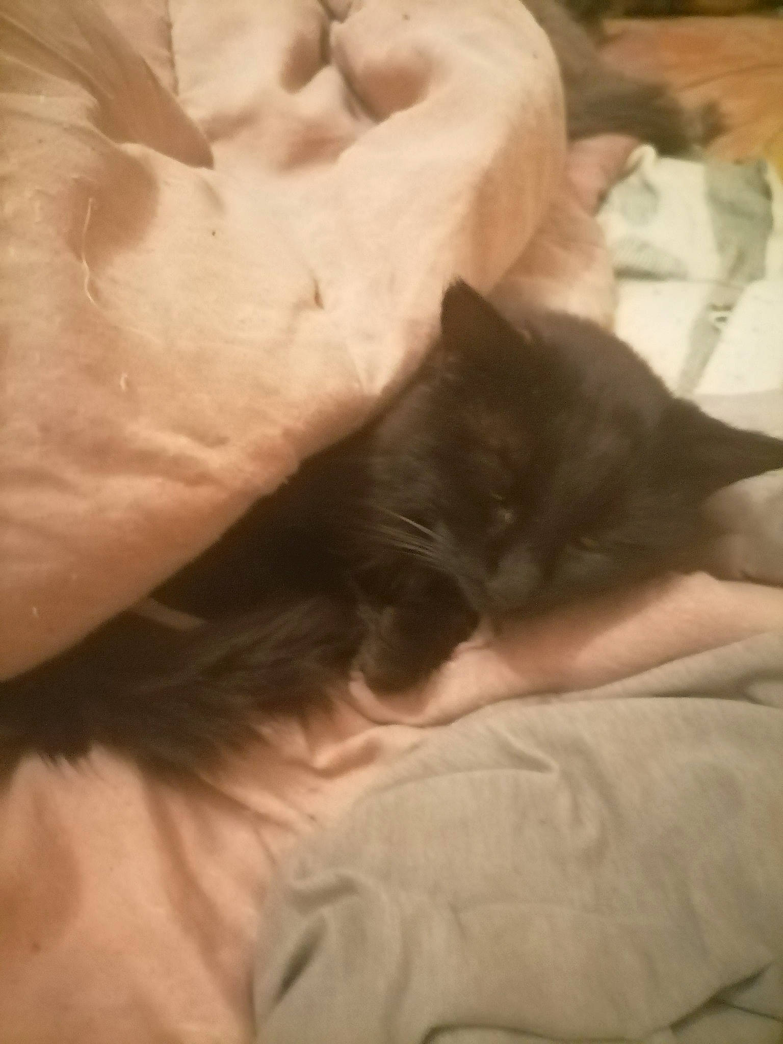 Calimero participe au concours pour gagner de l'argent avec cette photo : bed, bedding, black_cat, carnivore, cat, cloud, comfort, domestic_short_haired_cat, fawn, felidae, fur, gesture, grey, linens, nap, paw, small_to_medium_sized_cats, snout, tail, whiskers