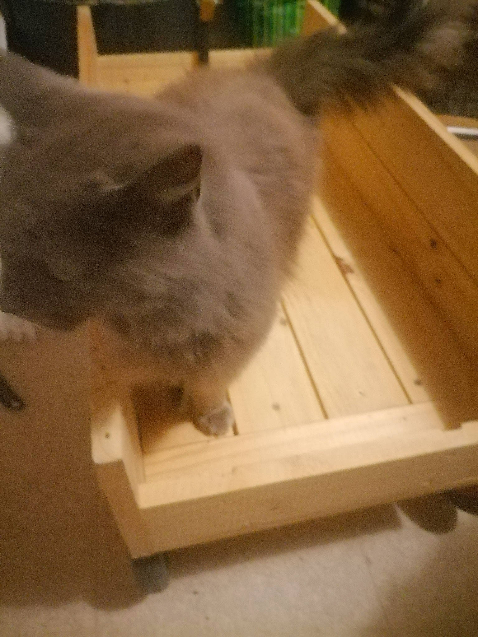 Litchi a rejoint le concours — aidez-le/la à gagner de superbes lots ! carnivore, cat, felidae, flooring, fur, hardwood, lumber, plank, plywood, small_to_medium_sized_cats, tail, varnish, whiskers, wood, wood_flooring, wood_stain