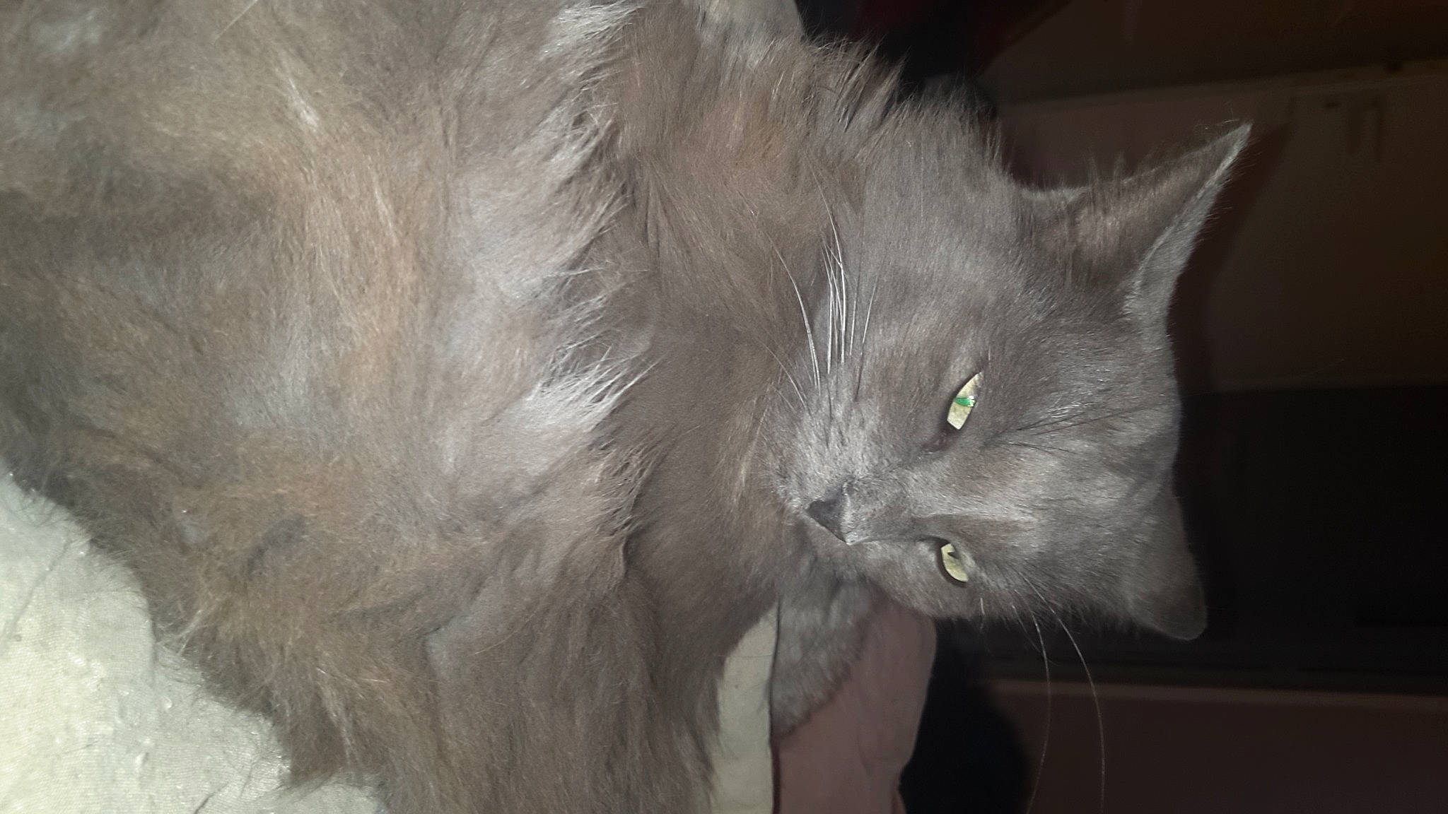 Litchi participe au concours pour gagner de l'argent avec cette photo : black_cat, carnivore, cat, domestic_short_haired_cat, ear, felidae, fur, grey, small_to_medium_sized_cats, snout, tail, whiskers