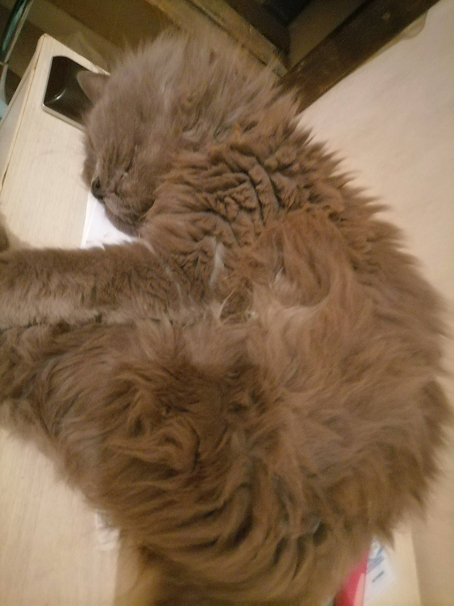 Litchi a rejoint le concours — aidez-le/la à gagner de superbes lots ! british_longhair, carnivore, cat, claw, comfort, companion_dog, dog_breed, fawn, felidae, fur, liver, paw, small_terrier, small_to_medium_sized_cats, snout, tail, terrestrial_animal, whiskers