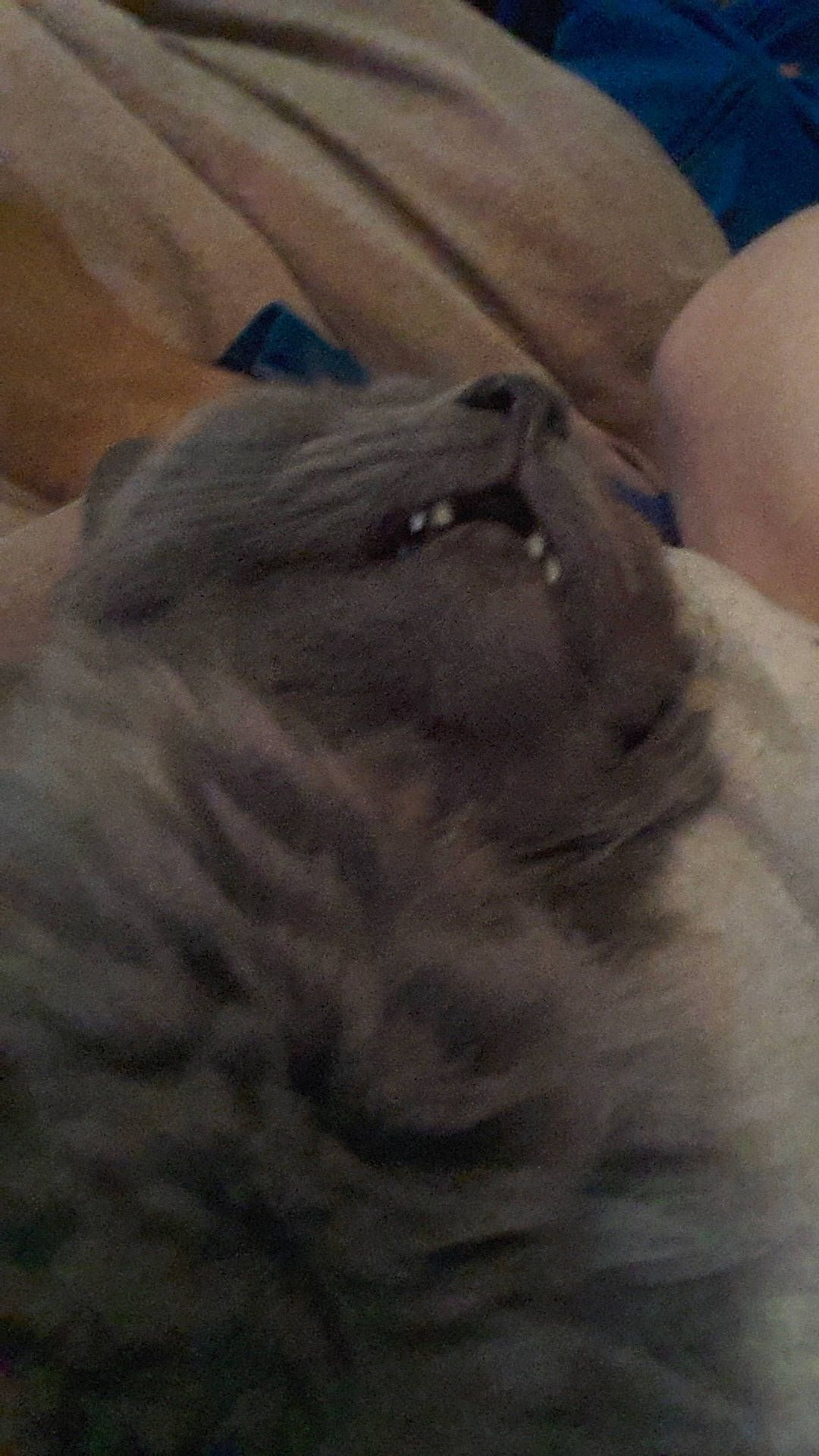 Litchi a rejoint le concours — aidez-le/la à gagner de superbes lots ! canidae, carnivore, cat, cloud, comfort, dog_breed, fawn, felidae, fur, grey, human_leg, linens, paw, small_to_medium_sized_cats, snout, sporting_group, tail, whiskers, wood, wool