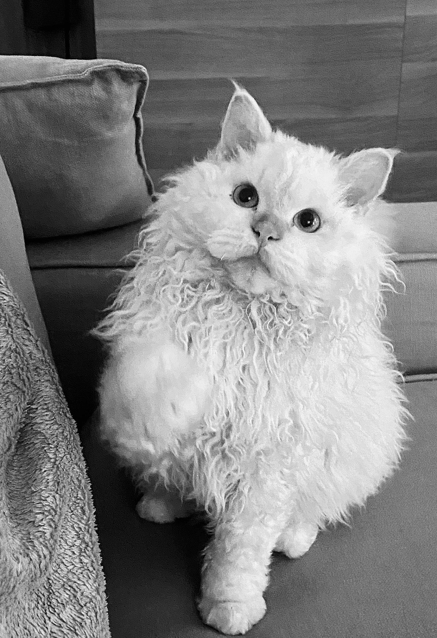 Tio participe au concours pour gagner de l'argent avec cette photo : art, british_longhair, carnivore, cat, comfort, couch, eye, felidae, fur, grey, monochrome, monochrome_photography, paw, persian, small_to_medium_sized_cats, snout, style, tail, whiskers, white