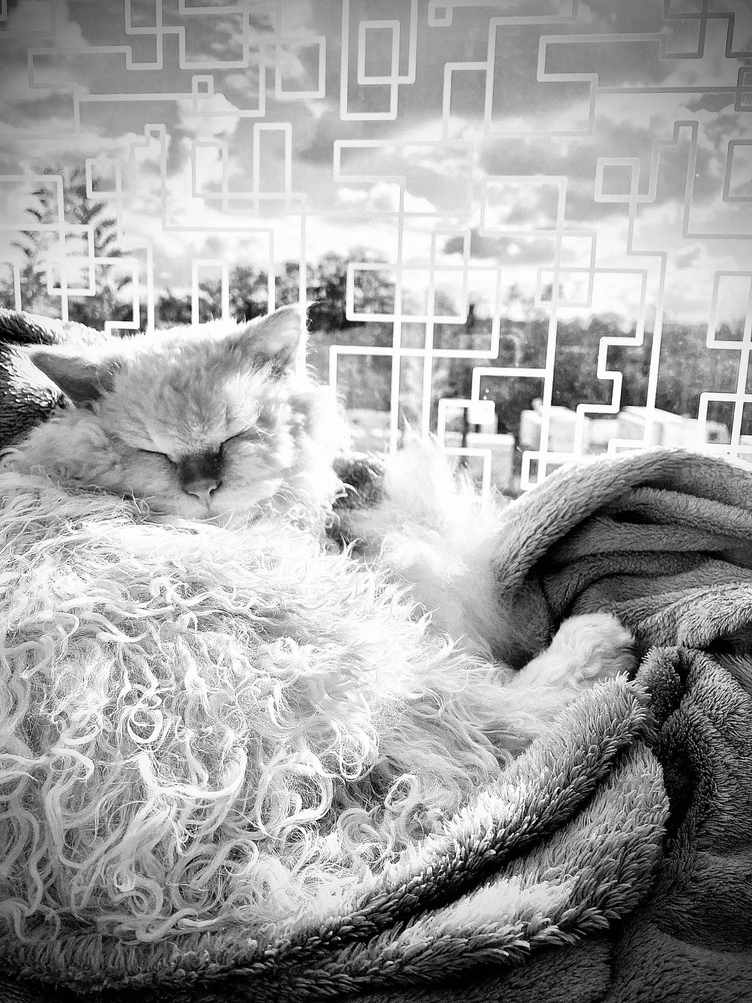Tio a rejoint le concours — aidez-le/la à gagner de superbes lots ! beauty, bedding, black_and_white, carnivore, cat, comfort, felidae, fur, grey, line, monochrome, monochrome_photography, room, small_to_medium_sized_cats, snapshot, stock_photography, style, textile, whiskers, winter