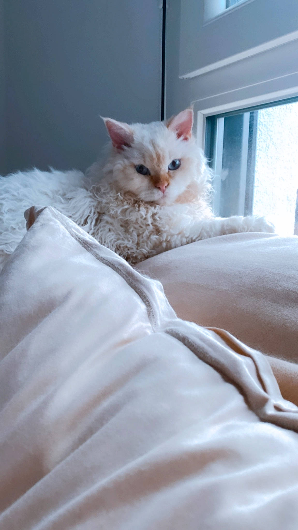Tio participe au concours pour gagner de l'argent avec cette photo : bed, bed_sheet, bedding, bedroom, blanket, carnivore, cat, comfort, drawer, duvet, felidae, fur, linens, peach, room, small_to_medium_sized_cats, textile, whiskers, window, wood