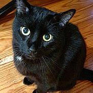 Django participe au concours pour gagner de l'argent avec cette photo : animal, black_cat, cat, closeup, curious, cute, domestic_cat, ears, eyes, feline, floor, fur, house_pet, indoor, looking_up, pet, portrait, sitting, whiskers, wooden_floor