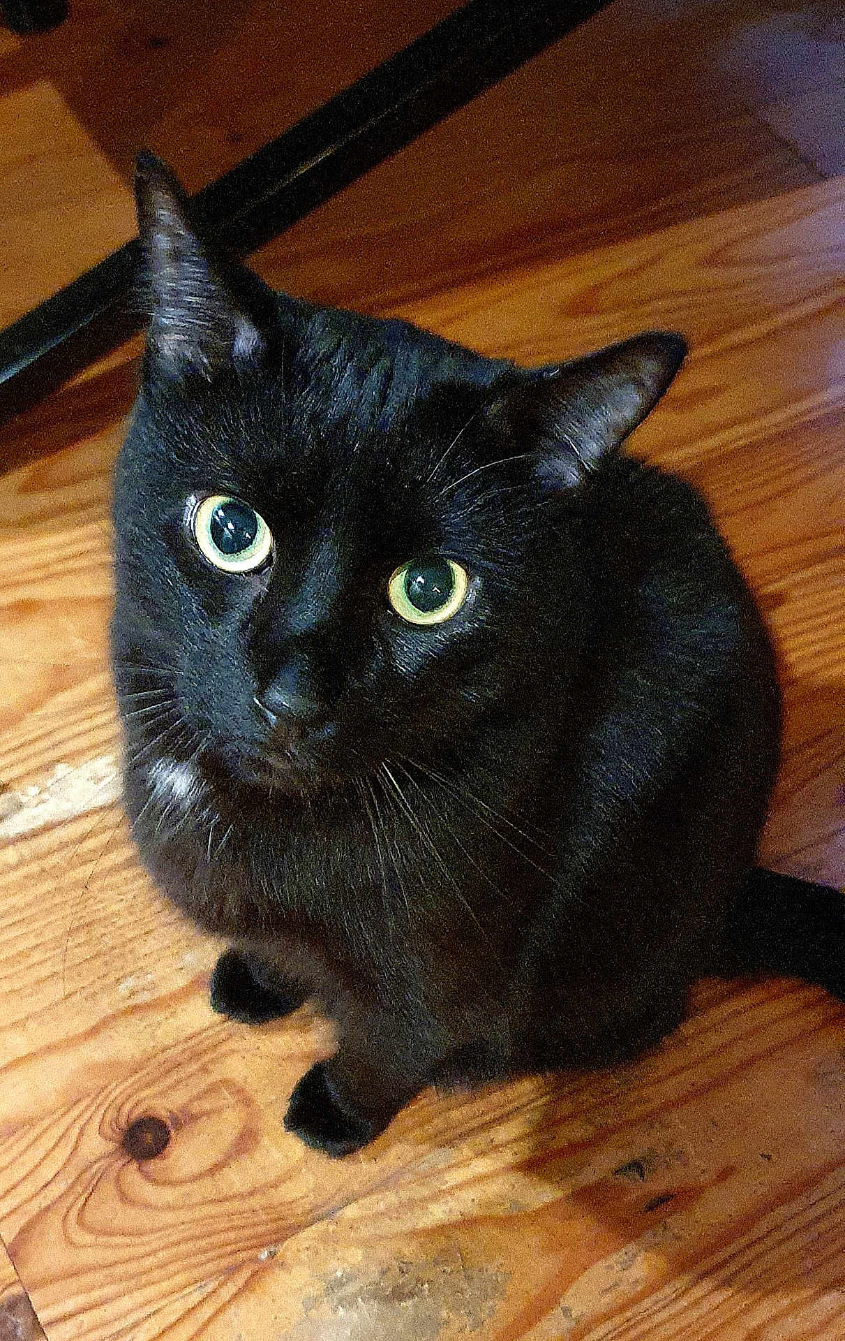 Django participe au concours pour gagner de l'argent avec cette photo : animal, black_cat, cat, closeup, curious, cute, domestic_cat, ears, eyes, feline, floor, fur, house_pet, indoor, looking_up, pet, portrait, sitting, whiskers, wooden_floor