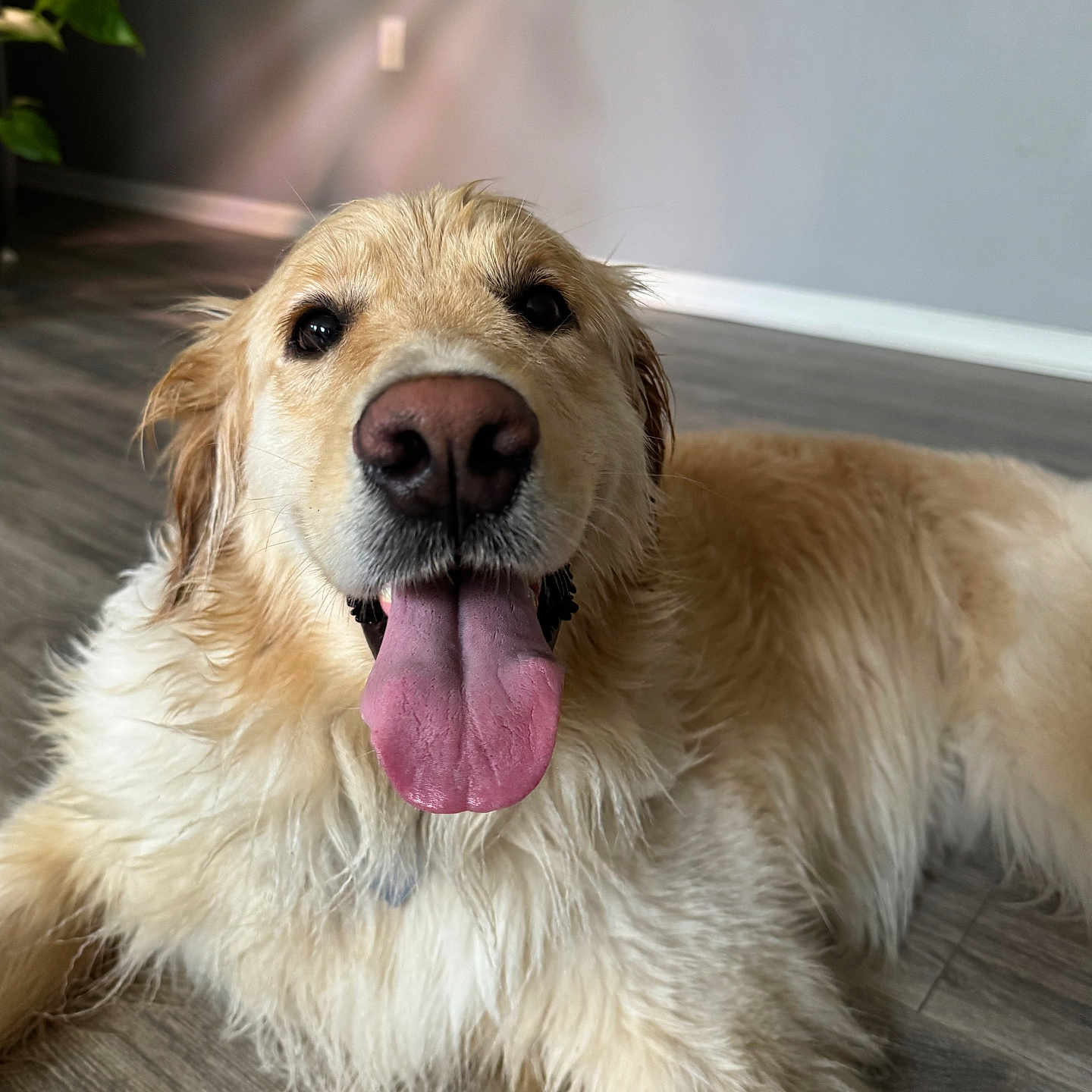 Molly is registered to the contest to win money with this photo: animal, bodypart, canine, cockerspaniel, collie, dog, goldenretriever, hardwood, hound, labradorretriever, mouth, person, pet, plant, puppy, terrier, tongue, wood