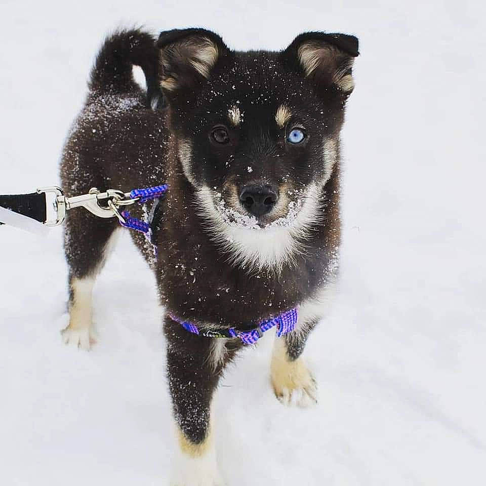 Bellatrix joined the competition — help win amazing prizes! canidae, carnivore, dog, dog_breed, labrador_husky, lapponian_herder, mammal, puppy, rare_breed_dog, shiba_inu, snow, sporting_group, vertebrate, winter