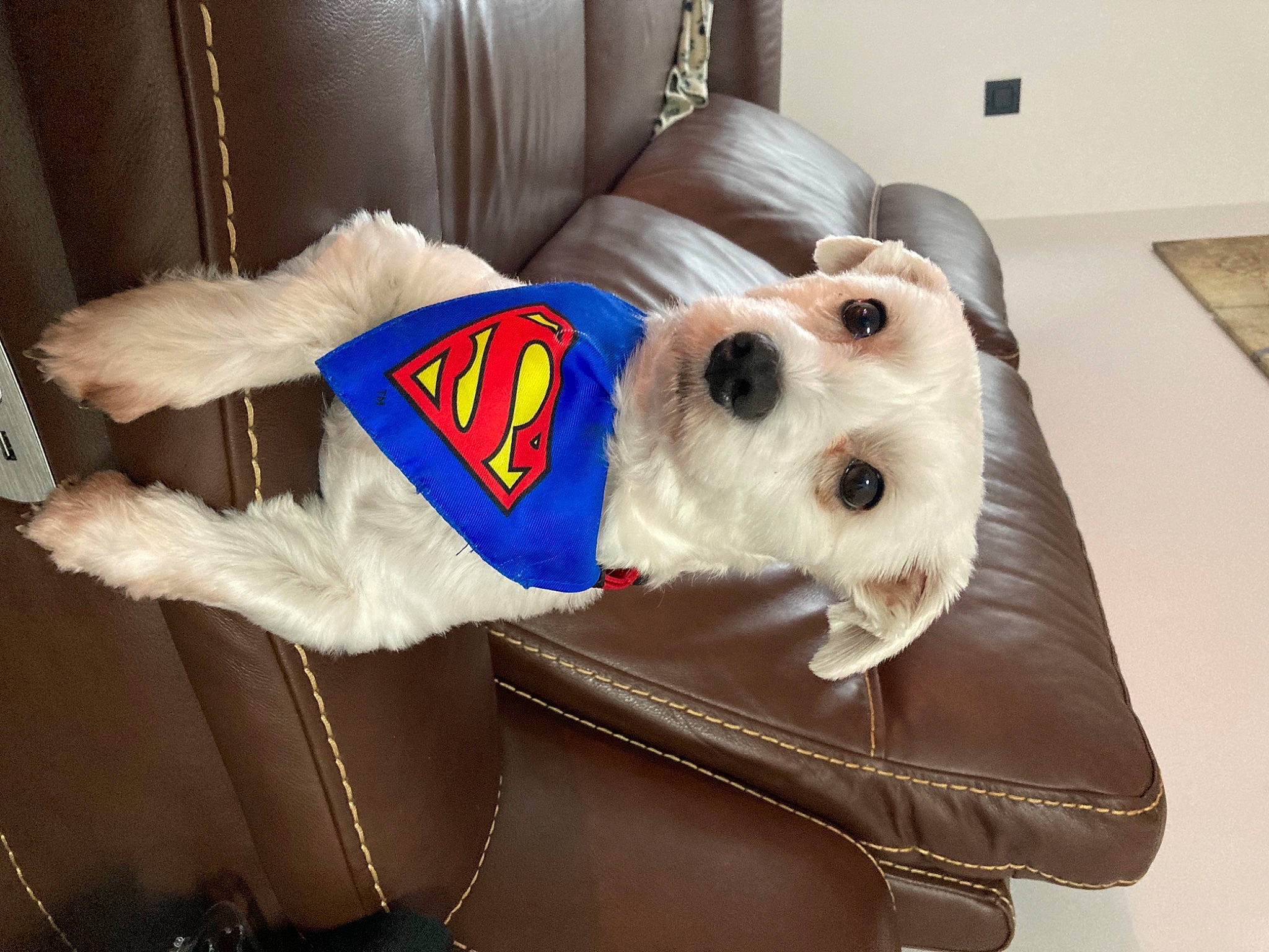 Bill a rejoint le concours — aidez-le/la à gagner de superbes lots ! canidae, carnivore, collar, companion_dog, costume_accessory, couch, dog, dog_breed, dog_clothes, dog_collar, dog_supply, fur, leash, pet_supply, snout, sporting_group, stuffed_toy, textile, vertebrate, working_animal