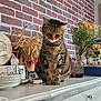 Puduc a rejoint le concours — aidez-le/la à gagner de superbes lots ! brick_wall, cabinet, cat, cozy, curious, decor, domestic_animal, dried_wheat, feline, flowers, furniture, houseplant, indoor, kitchen, pet, plates, still_life, tabby_cat, tabletop, vase