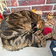 Puduc a rejoint le concours — aidez-le/la à gagner de superbes lots ! animal, brick_wall, cat, cozy, curled_up, cute, decor, feline, fur, indoor, pet, quiet, relaxing, resting, saucer, sleeping, small_objects, tabby, table, whiskers
