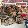 animal, brick_wall, cat, cozy, curled_up, cute, decor, feline, fur, indoor, pet, quiet, relaxing, resting, saucer, sleeping, small_objects, tabby, table, whiskers