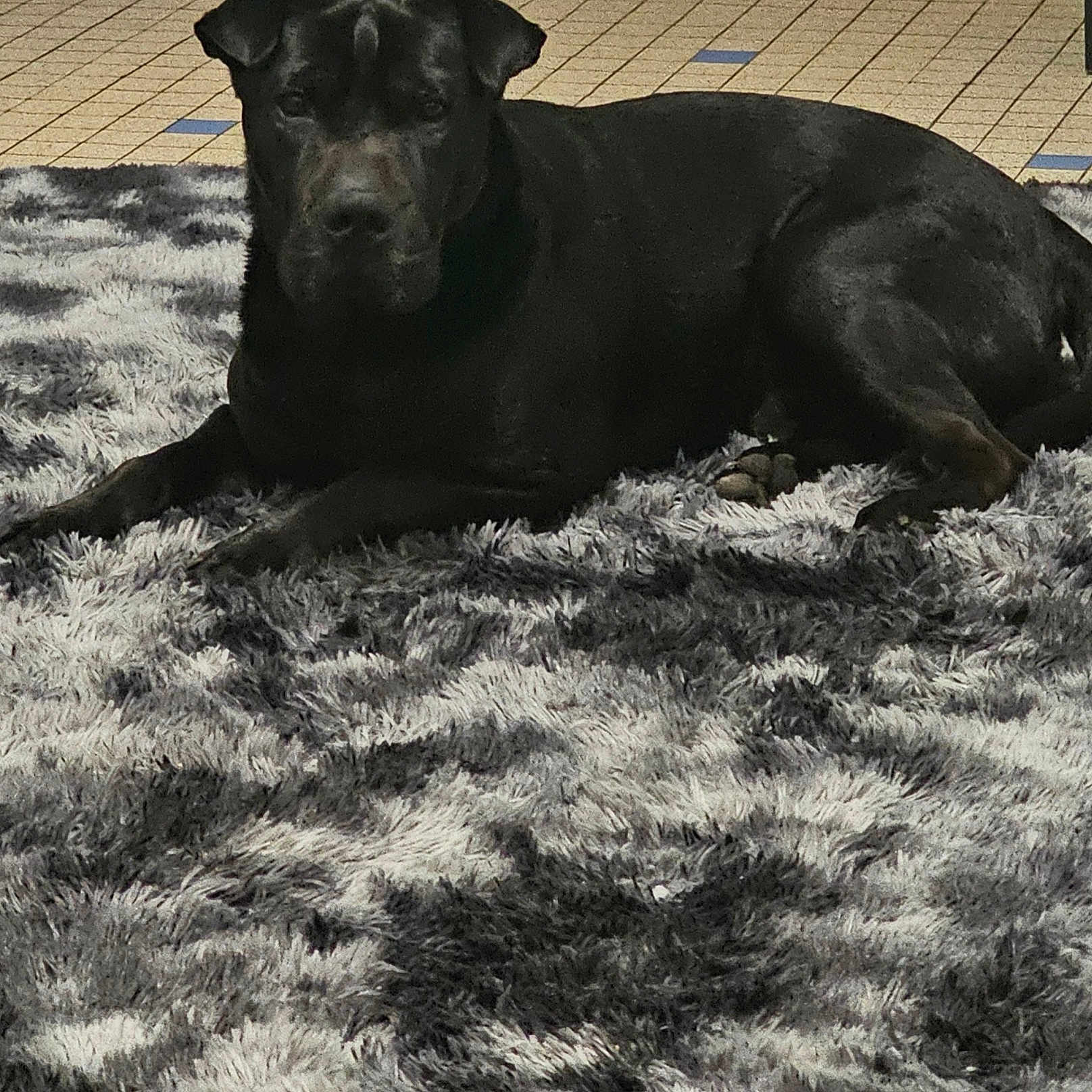 Jack
