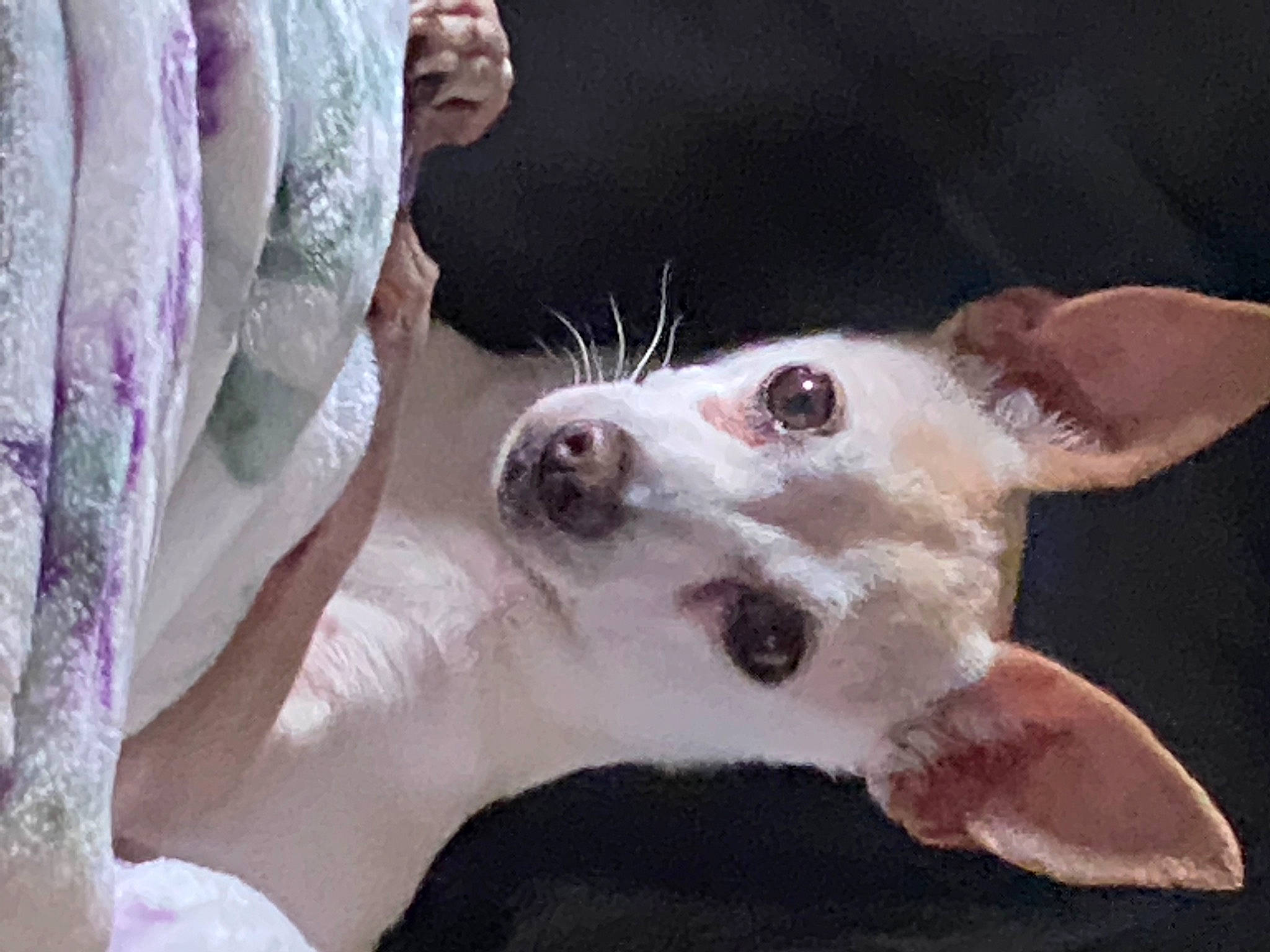 Daisy is registered to the contest to win money with this photo: canidae, carnivore, companion_dog, dog, dog_breed, ear, eyelash, fawn, fur, gesture, jaw, non_sporting_group, paw, snout, sporting_group, terrestrial_animal, toy_dog, whiskers, working_animal