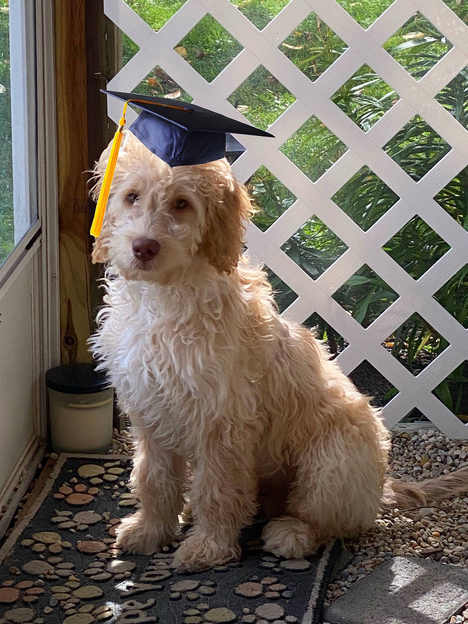 Humphrey joined the competition — help win amazing prizes! canidae, carnivore, companion_dog, curtain, dog, dog_breed, flooring, fur, gas, hat, mesh, sporting_group, terrier, umbrella, window, working_animal, working_dog