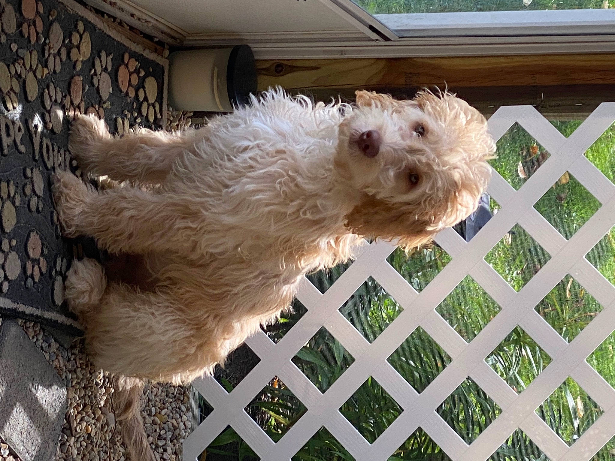 Humphrey is registered to the contest to win money with this photo: carnivore, companion_dog, dog, dog_breed, dog_collar, fawn, fence, fur, labradoodle, mesh, pet_supply, rectangle, small_terrier, snout, sporting_group, tail, terrier, toy_dog, water_dog, working_animal