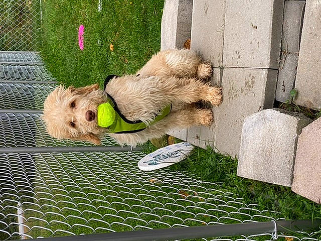 Humphrey is registered to the contest to win money with this photo: airedale_terrier, canidae, carnivore, cobblestone, companion_dog, dog, dog_breed, fawn, flooring, fur, grass, grass_family, green, plant, sidewalk, sporting_group, terrier, toy, water_dog, working_animal