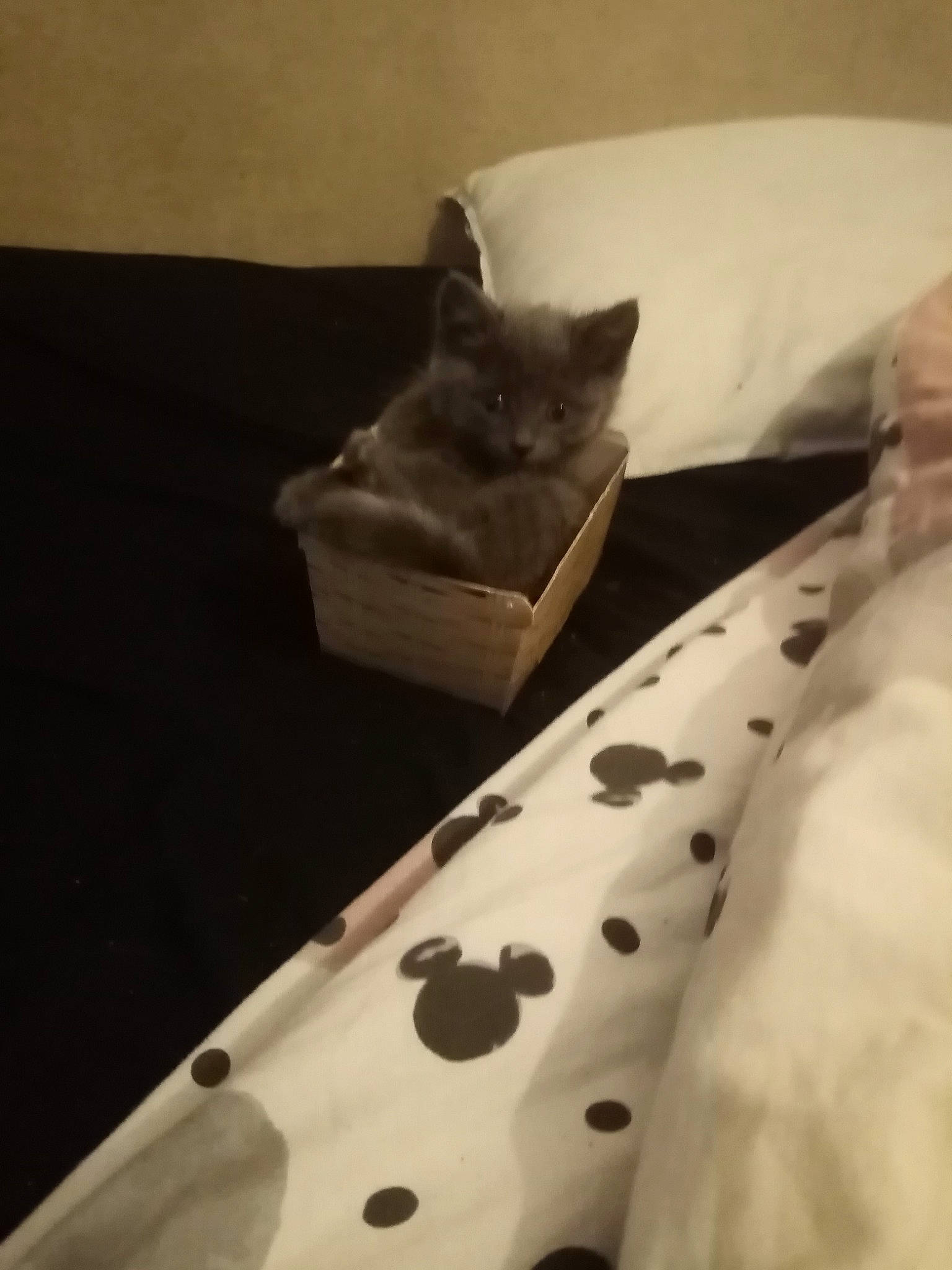 Thunder is registered to the contest to win money with this photo: bedding, carmine, carnivore, cat, comfort, domestic_short_haired_cat, felidae, flooring, fur, grey, linens, metal, monochrome_photography, pattern, room, small_to_medium_sized_cats, tail, vertebrate, whiskers, wood