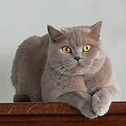 Titus a rejoint le concours — aidez-le/la à gagner de superbes lots ! alert, animal, background, cat, closeup, cute, domestic_cat, feline, fluffy, gray_cat, indoor, looking, paws, pet, portrait, resting, sitting, whiskers, wooden_furniture, yellow_eyes