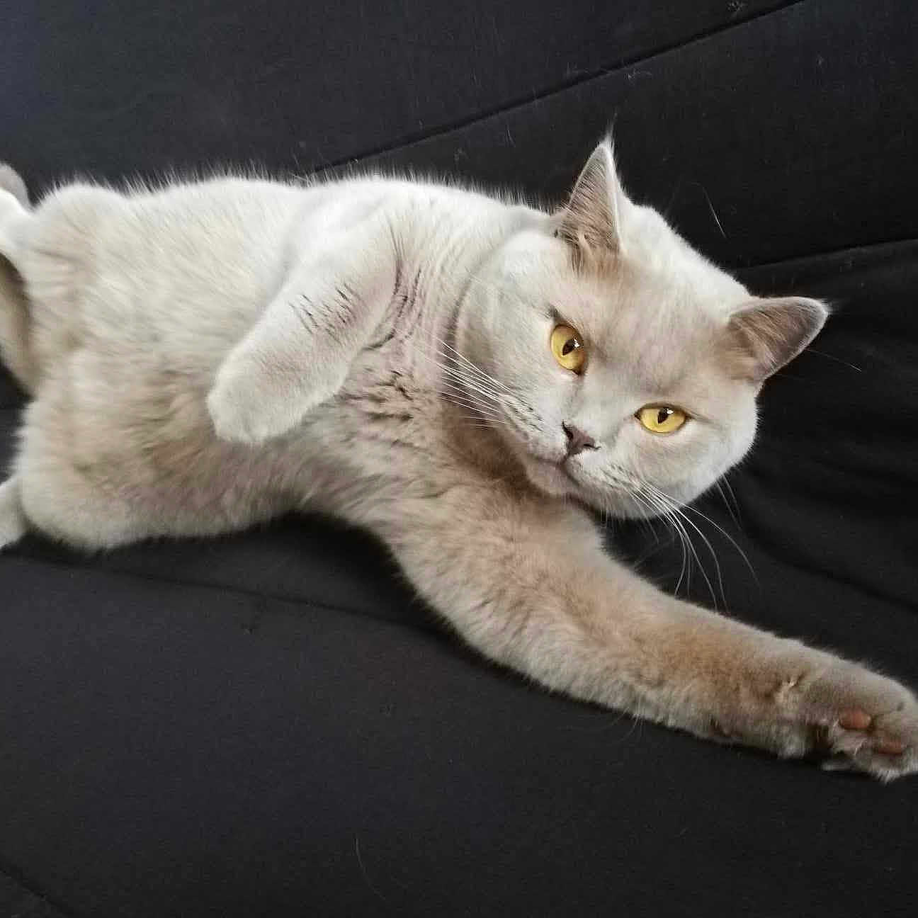 Titus participe au concours pour gagner de l'argent avec cette photo : abyssinian, angora, animal, blanket, cat, couch, cushion, egyptiancat, furniture, homedecor, kitten, manx, person, pet, siamese, sleeping, snout