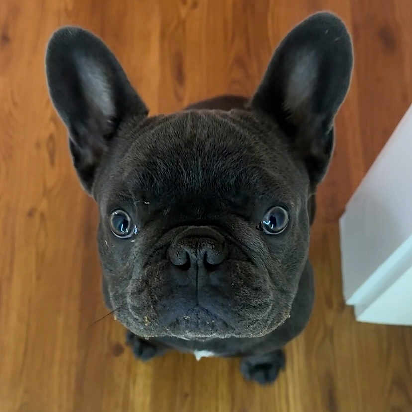 Bruno joined the competition — help win amazing prizes! alert, animal, brown_floor, canine, companion, cute, dog, domestic_animal, ears, face, floor, french_bulldog, fur, indoor, looking_up, nose, pet, portrait, small_dog, whiskers