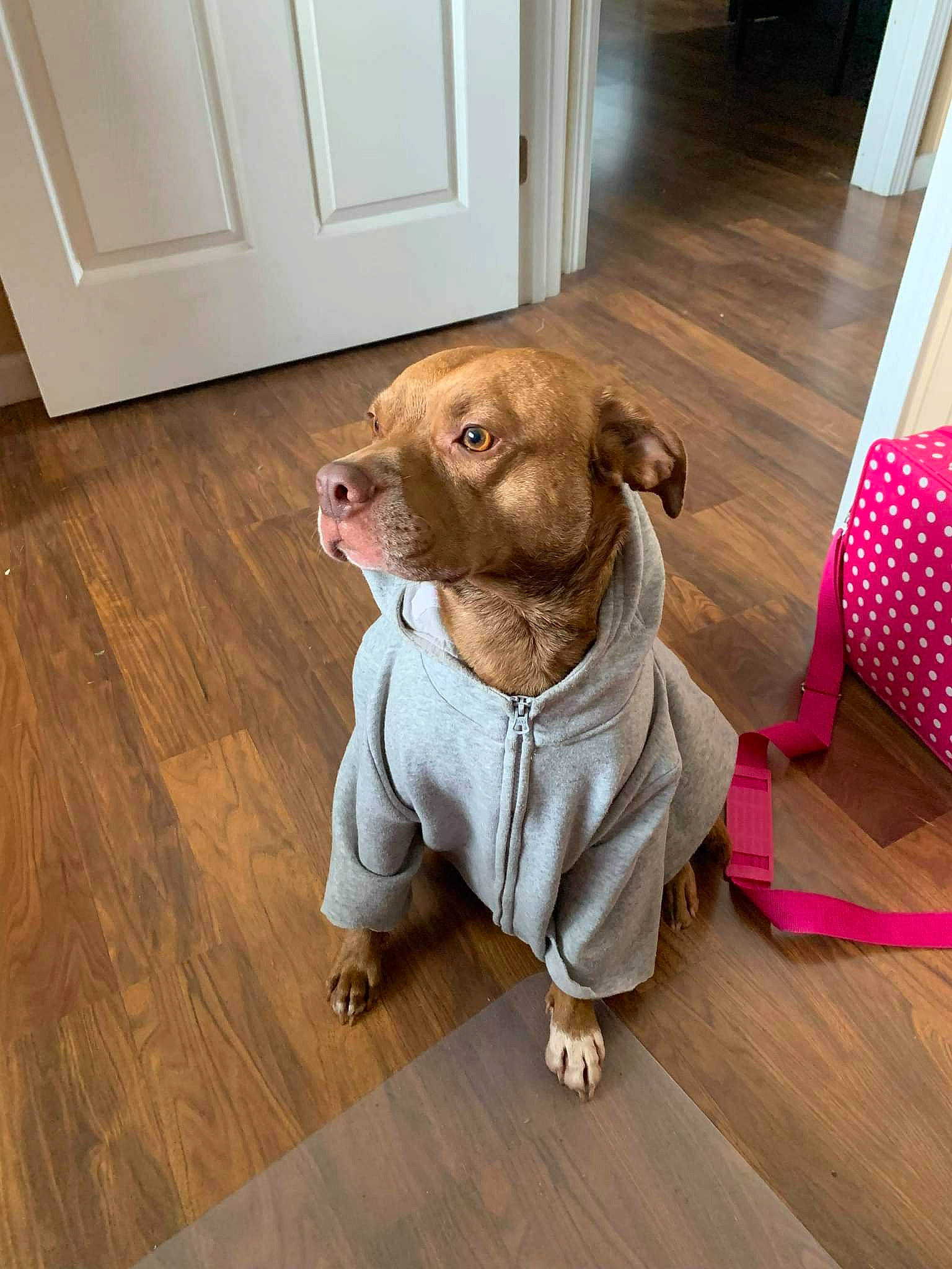 Drogo is registered to the contest to win money with this photo: carnivore, collar, companion_dog, dog, dog_breed, dog_supply, door, fawn, floor, flooring, hardwood, laminate_flooring, liver, pet_supply, snout, varnish, wood, wood_flooring, wood_stain, working_animal