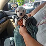animal, bowtie, car_interior, car_window, clothing, cute, daylight, dog, hand, holding, parking_lot, person, pet, puppy, seat, small_dog, towel, tree, white_dog, window
