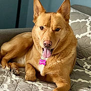Sage is registered to the contest to win money with this photo: dog, pet, animal, indoor, bed, quilt, tongue_out, ears_up, relaxed, canine, fur, collar, tag, brown, comfort, resting, cute, portrait, closeup, home
