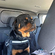 Asko participe au concours pour gagner de l'argent avec cette photo : rottweiler, dog, canine, pet, car, vehicle_interior, seat, harness, black_and_tan, animal, domestic_animal, companion, looking_away, calm, sitting, indoors, blanket, headrest, window, restraint